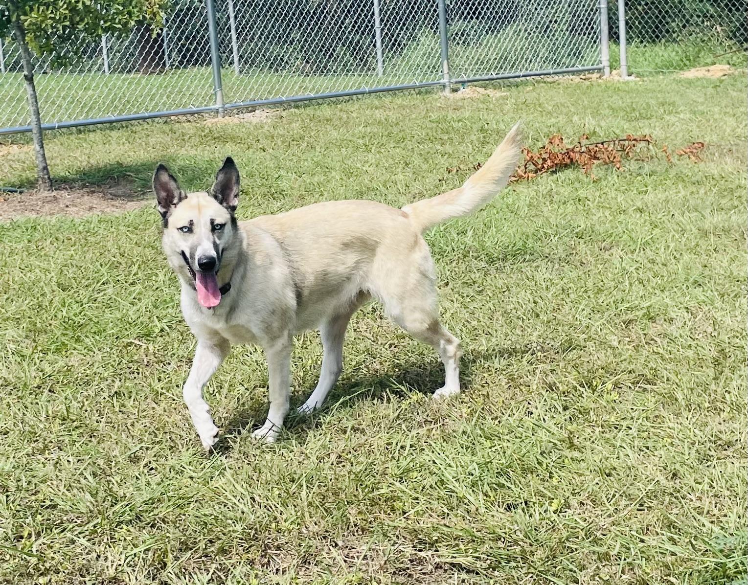 Enlarge Lyla, a Adoptable mixed breed in Seabrook, TX image 4/5