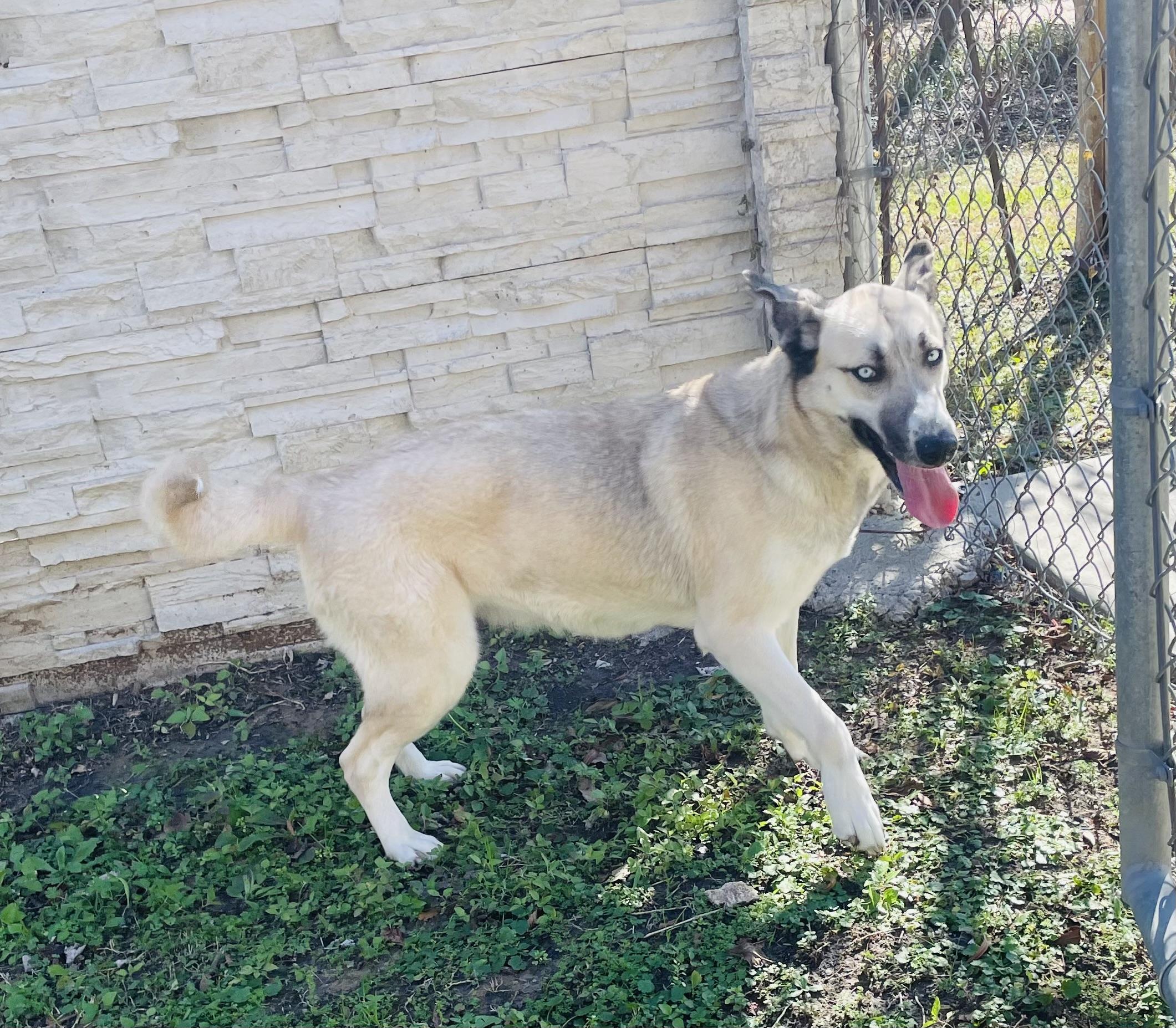 Enlarge Lyla, a Adoptable mixed breed in Seabrook, TX image 3/6