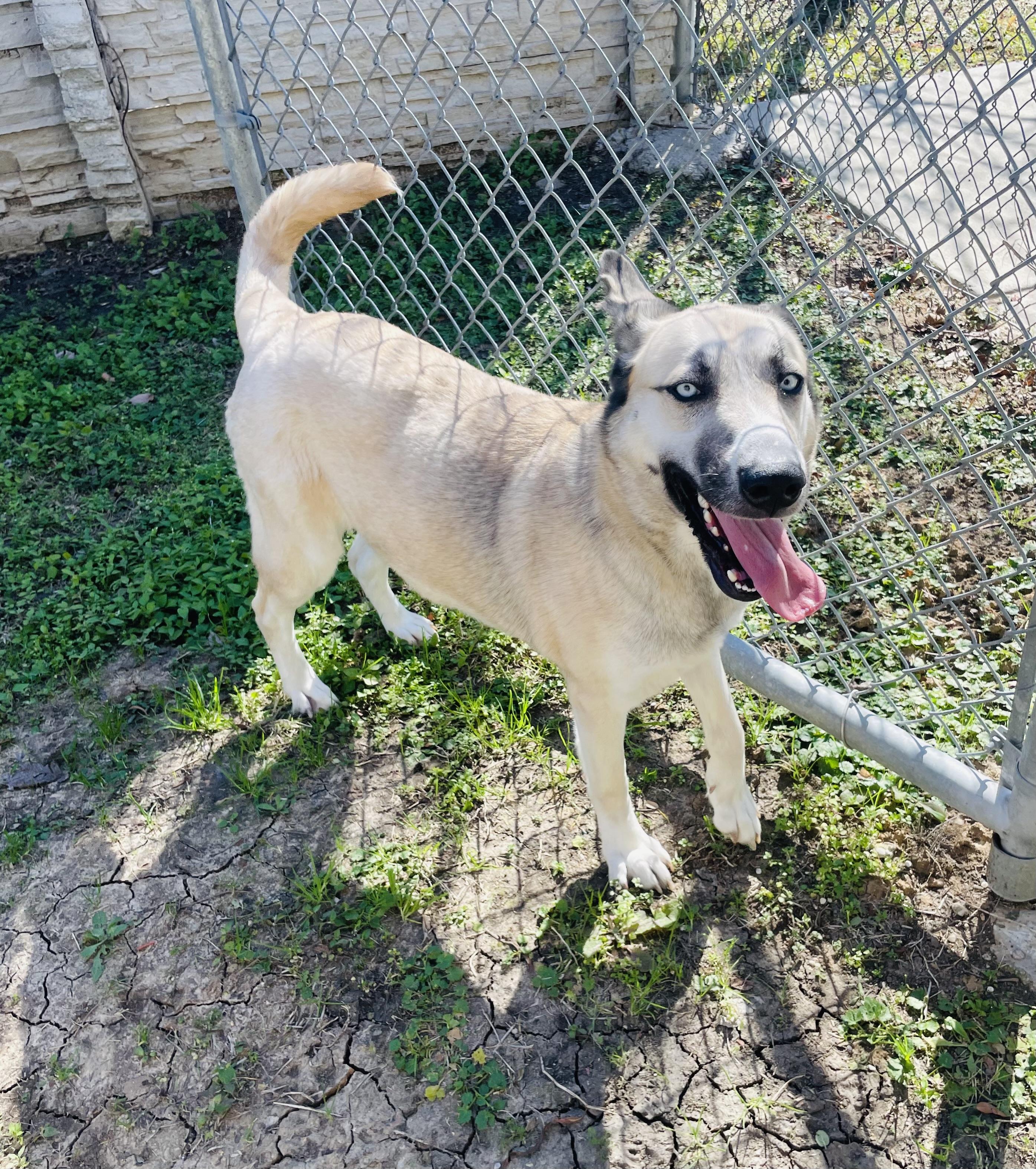 Enlarge Lyla, a Adoptable mixed breed in Seabrook, TX image 1/6
