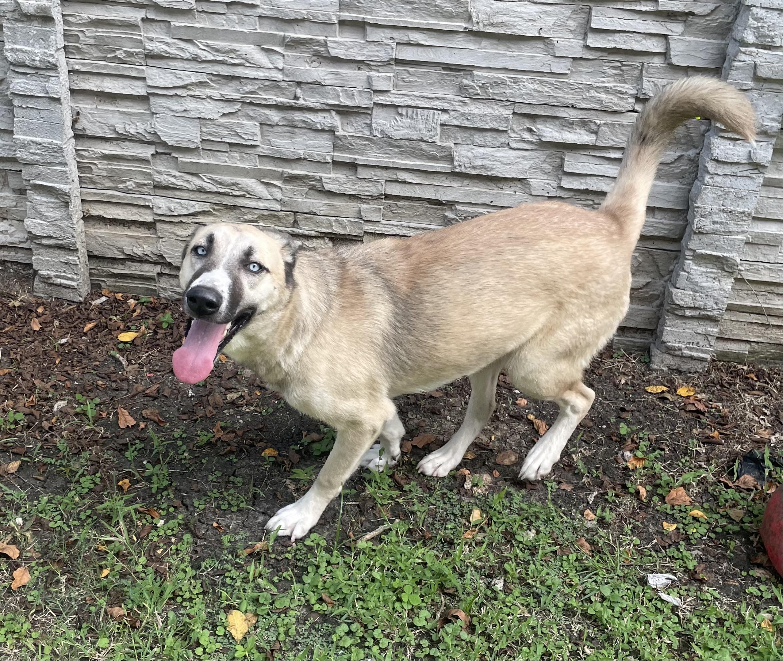 Enlarge Lyla, a Adoptable mixed breed in Seabrook, TX image 1/4