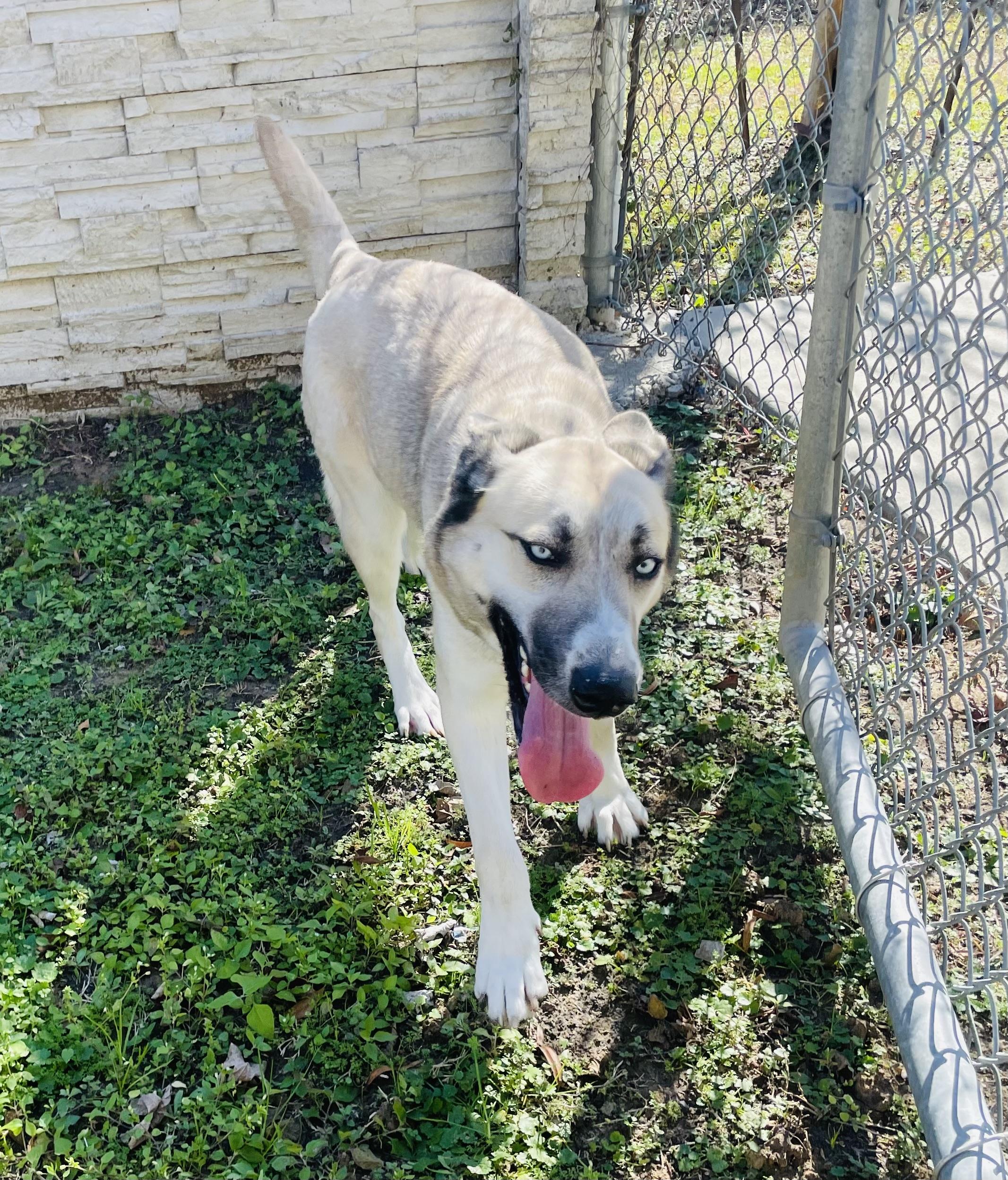 Enlarge Lyla, a Adoptable mixed breed in Seabrook, TX image 4/6