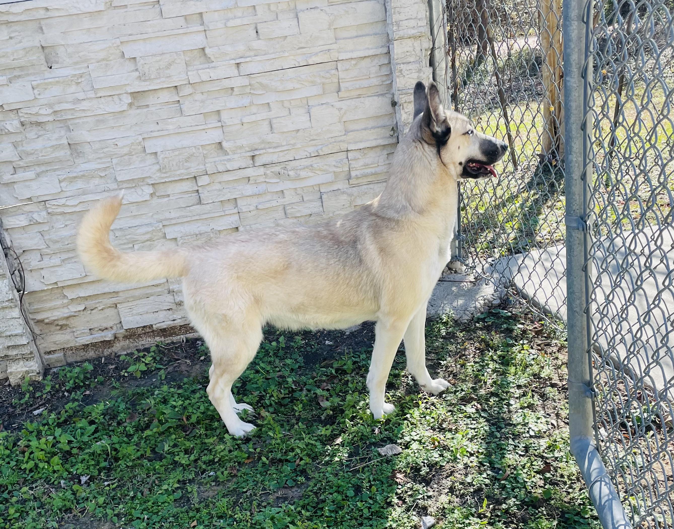 Enlarge Lyla, a Adoptable mixed breed in Seabrook, TX image 6/6