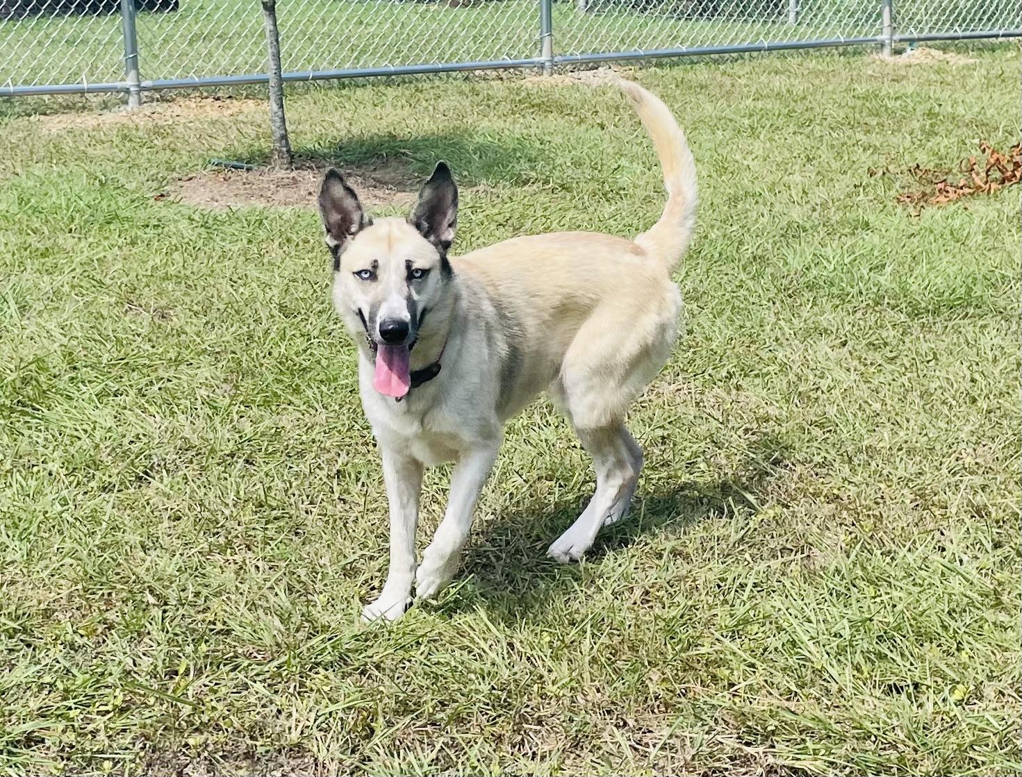 Enlarge Lyla, a Adoptable mixed breed in Seabrook, TX image 2/5