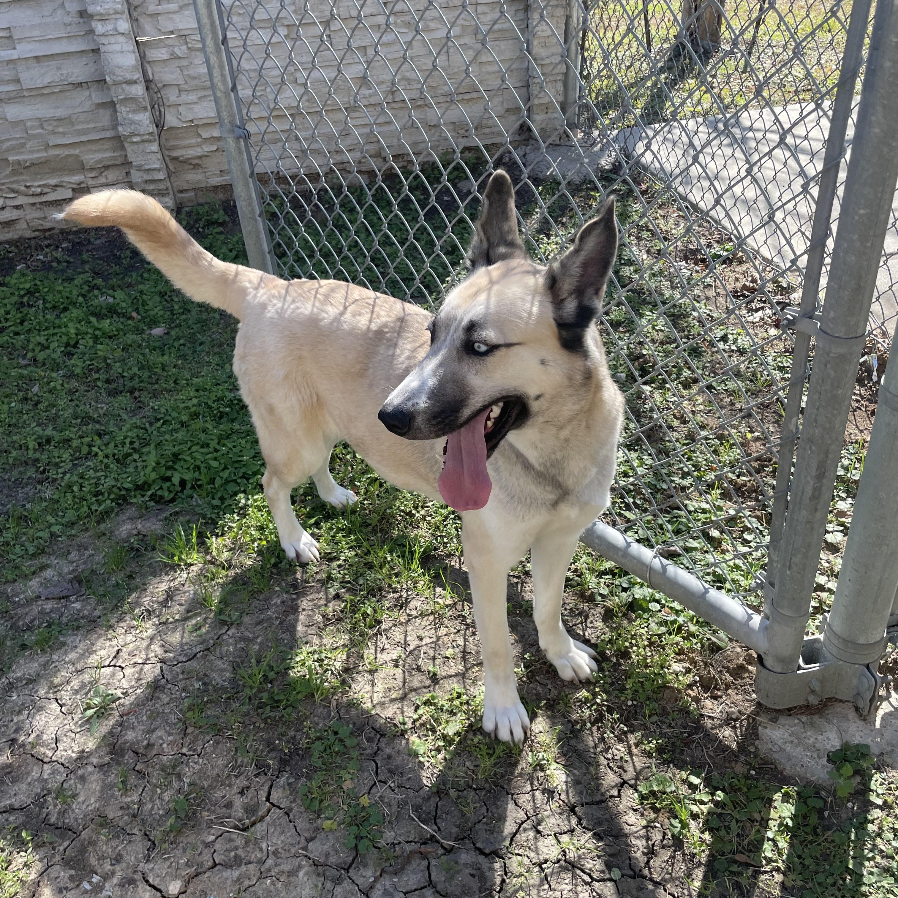 Enlarge Lyla, a Adoptable mixed breed in Seabrook, TX image 2/6