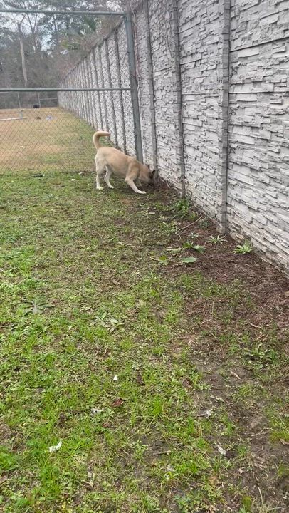 Enlarge Lyla, a Adoptable mixed breed in Seabrook, TX video 3/5