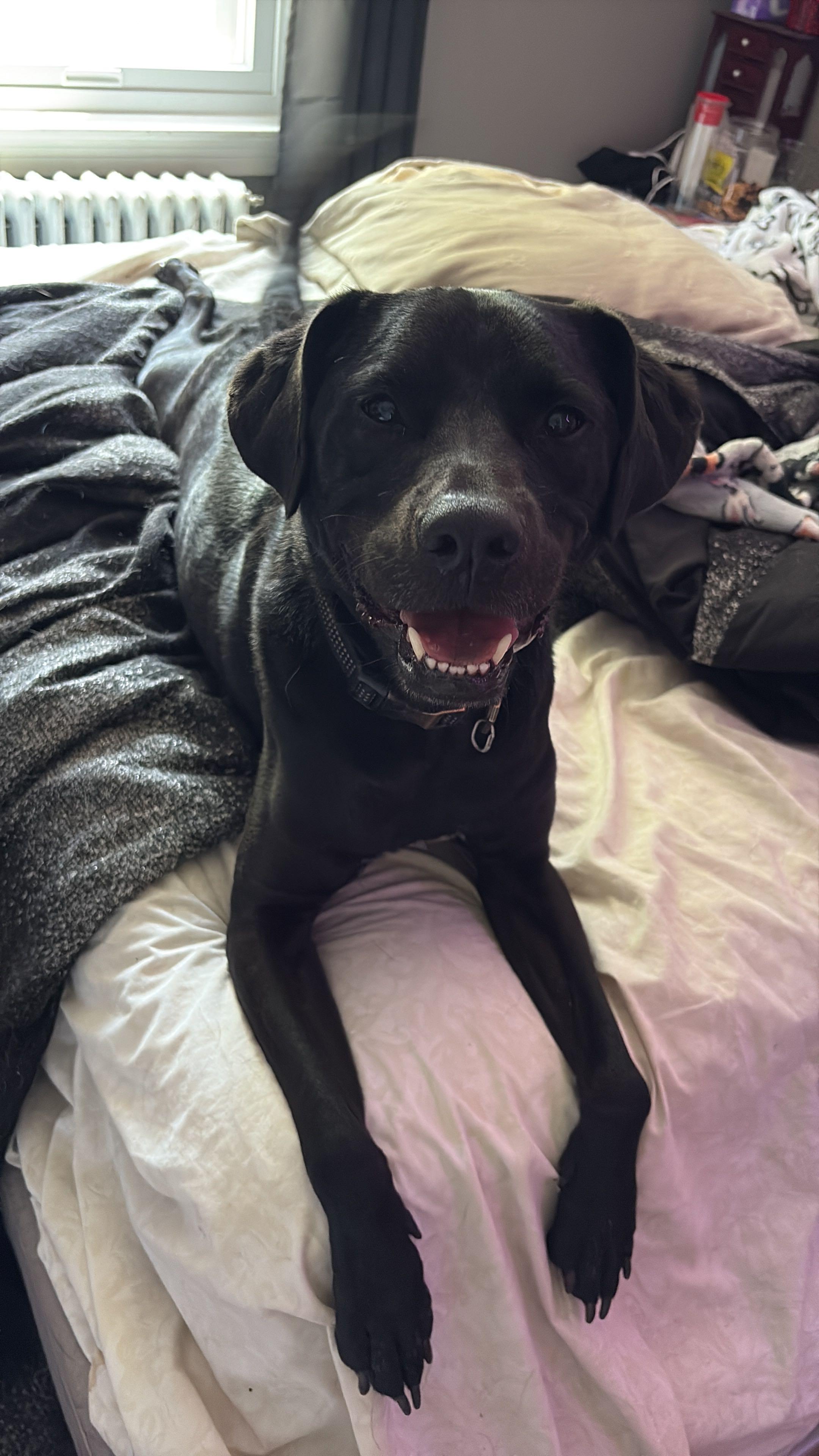 Knight, Adoptable, Adult Male Black Labrador Retriever.