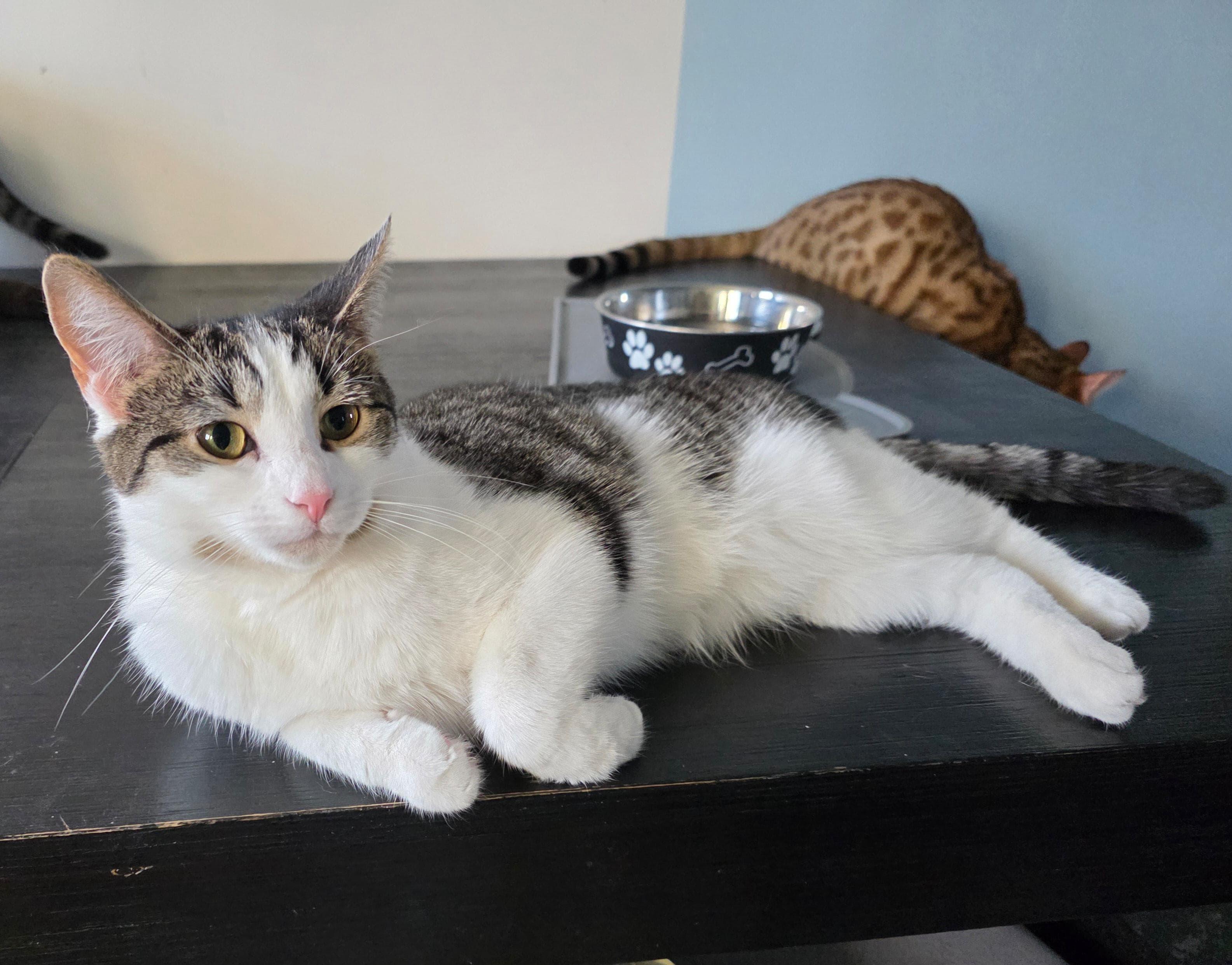 Enlarge Charlie & Penelope-The Perfect Sister Duo! Schedule Meet n Greet at NB PetSmart, a Adoptable Domestic Short Hair in North Bergen, NJ image 2/6