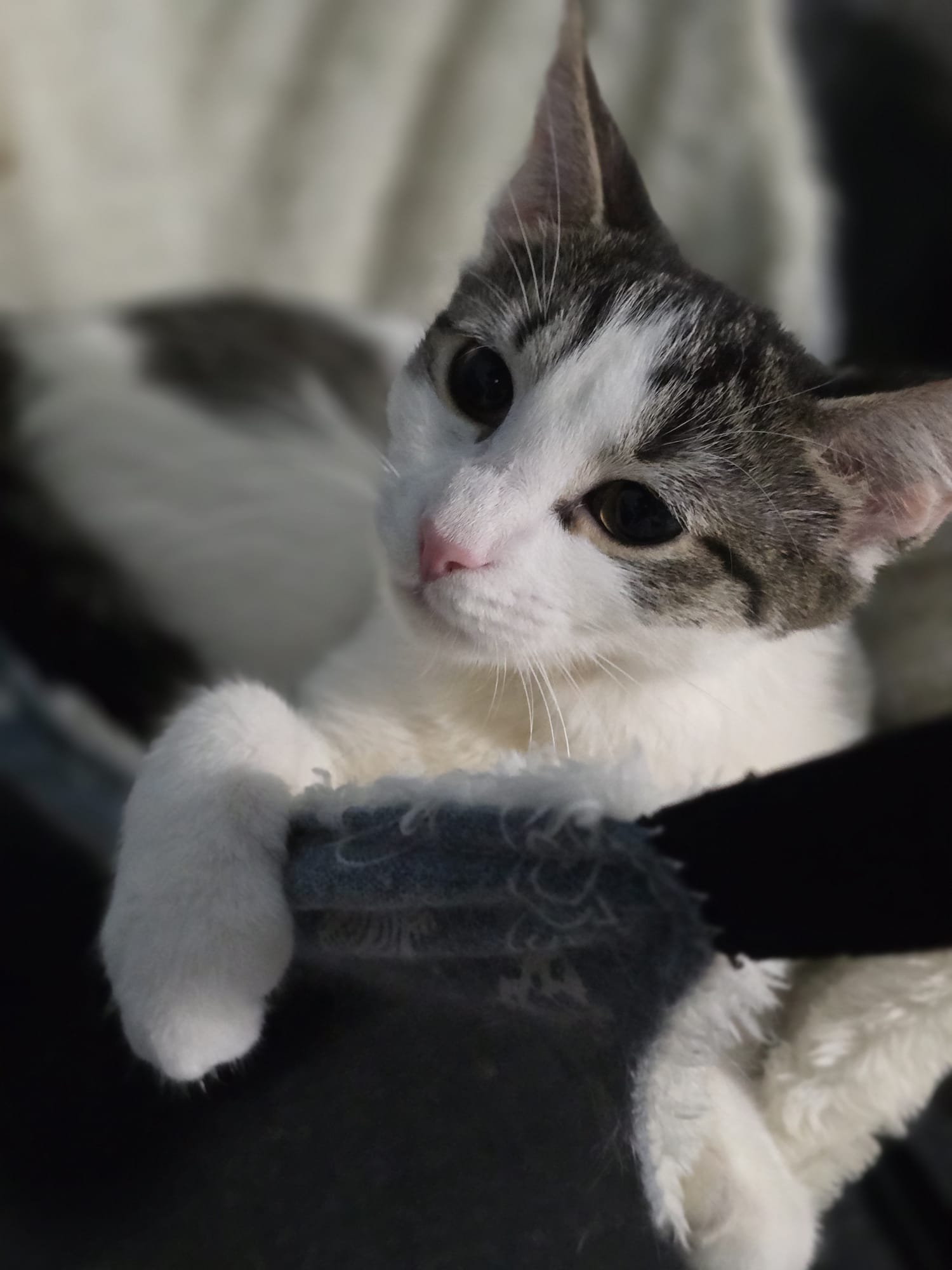 Enlarge Charlie & Penelope-The Perfect Sister Duo! Schedule Meet n Greet at NB PetSmart, a Adoptable Domestic Short Hair in North Bergen, NJ image 4/6