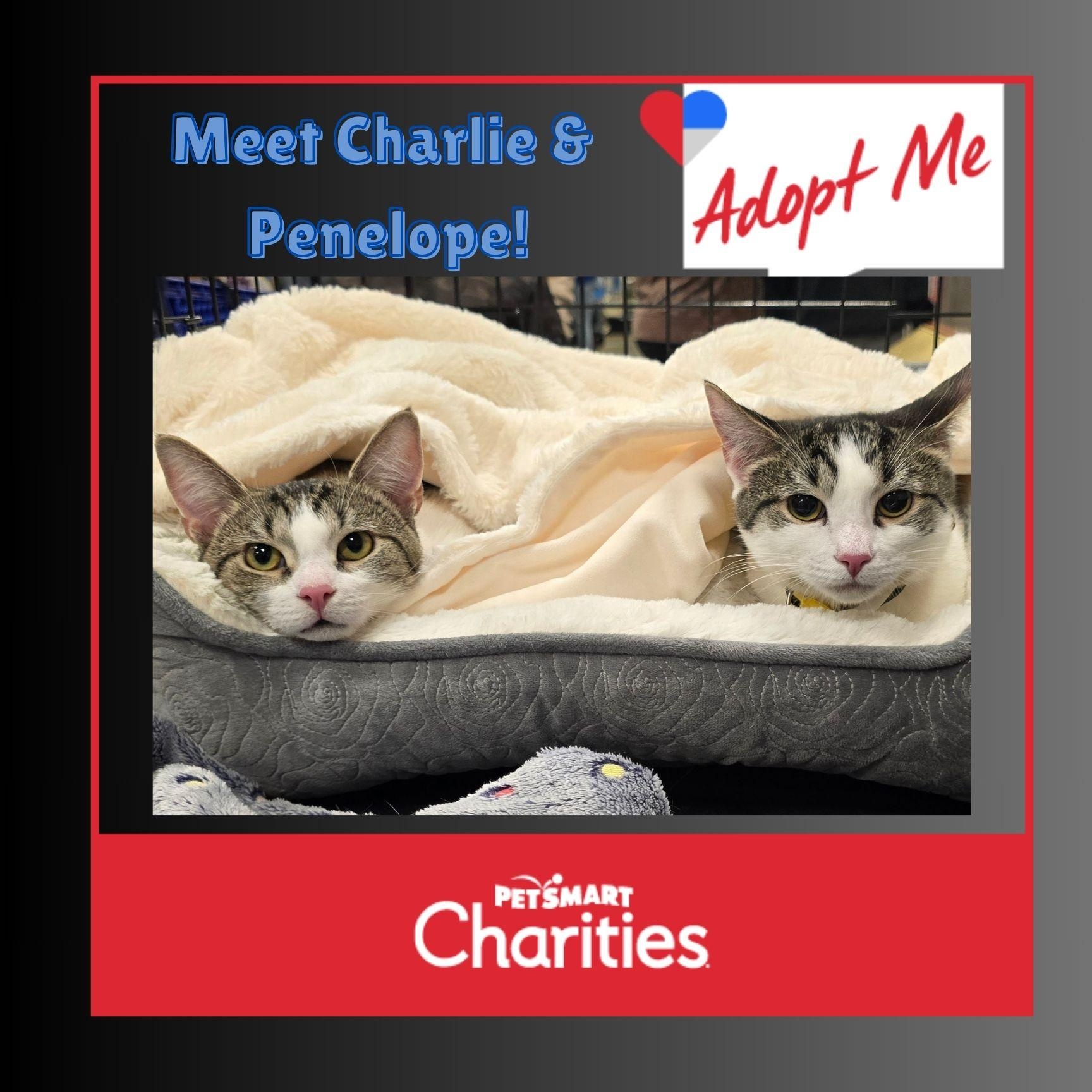 Enlarge Charlie & Penelope-The Perfect Sister Duo! Schedule Meet n Greet at NB PetSmart, a Adoptable Domestic Short Hair in North Bergen, NJ image 1/6