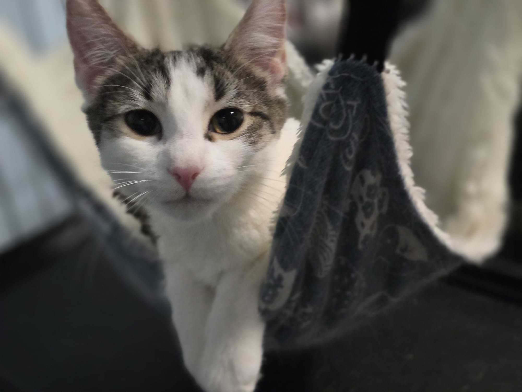 Enlarge Charlie & Penelope-The Perfect Sister Duo! Schedule Meet n Greet at NB PetSmart, a Adoptable Domestic Short Hair in North Bergen, NJ image 5/6