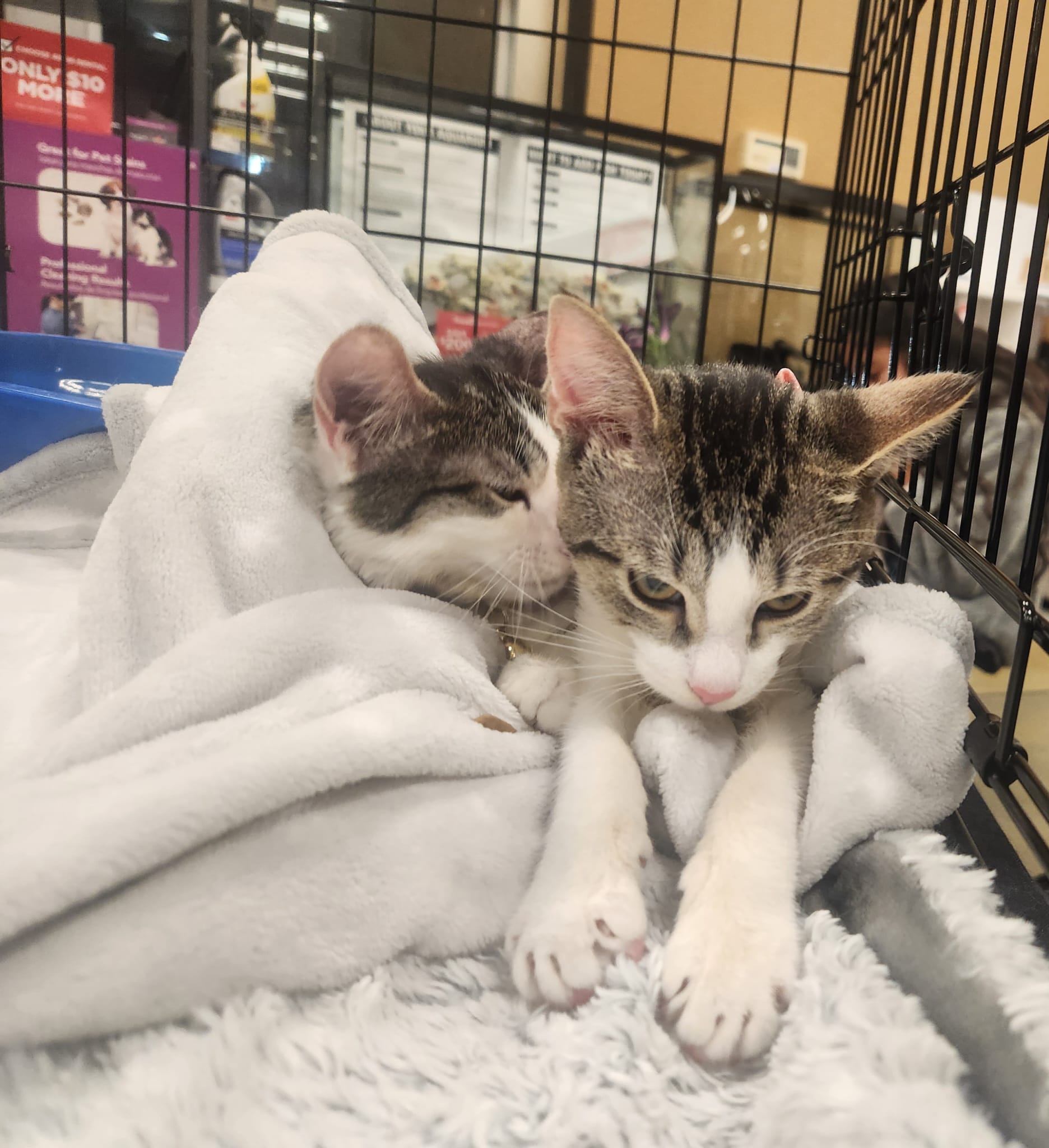 Enlarge Charlie & Penelope-The Perfect Sister Duo! Schedule Meet n Greet at NB PetSmart, a Adoptable Domestic Short Hair in North Bergen, NJ image 6/6