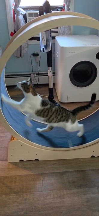 Enlarge Charlie & Penelope-The Perfect Sister Duo! Schedule Meet n Greet at NB PetSmart, a Adoptable Domestic Short Hair in North Bergen, NJ video 3/6