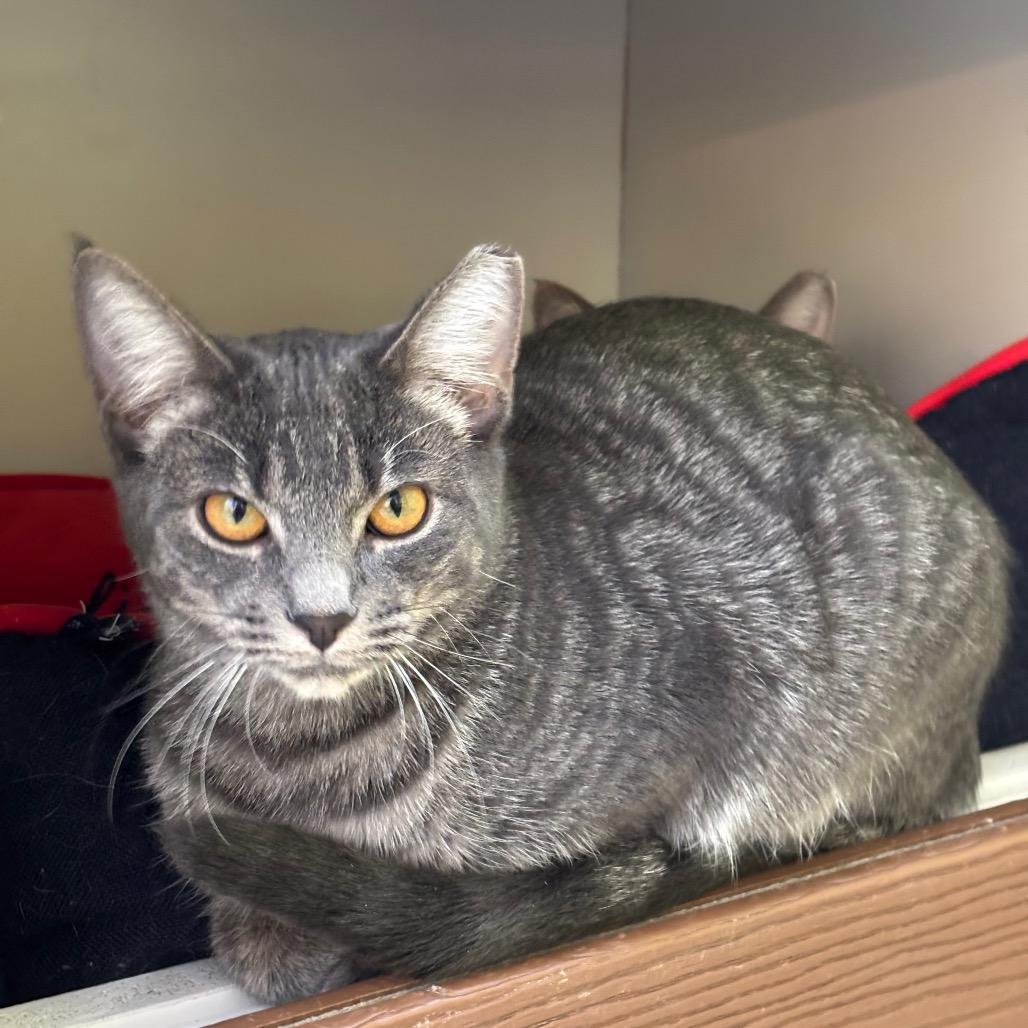 Gamora, ADOPTABLE, Young Female Domestic Short Hair.