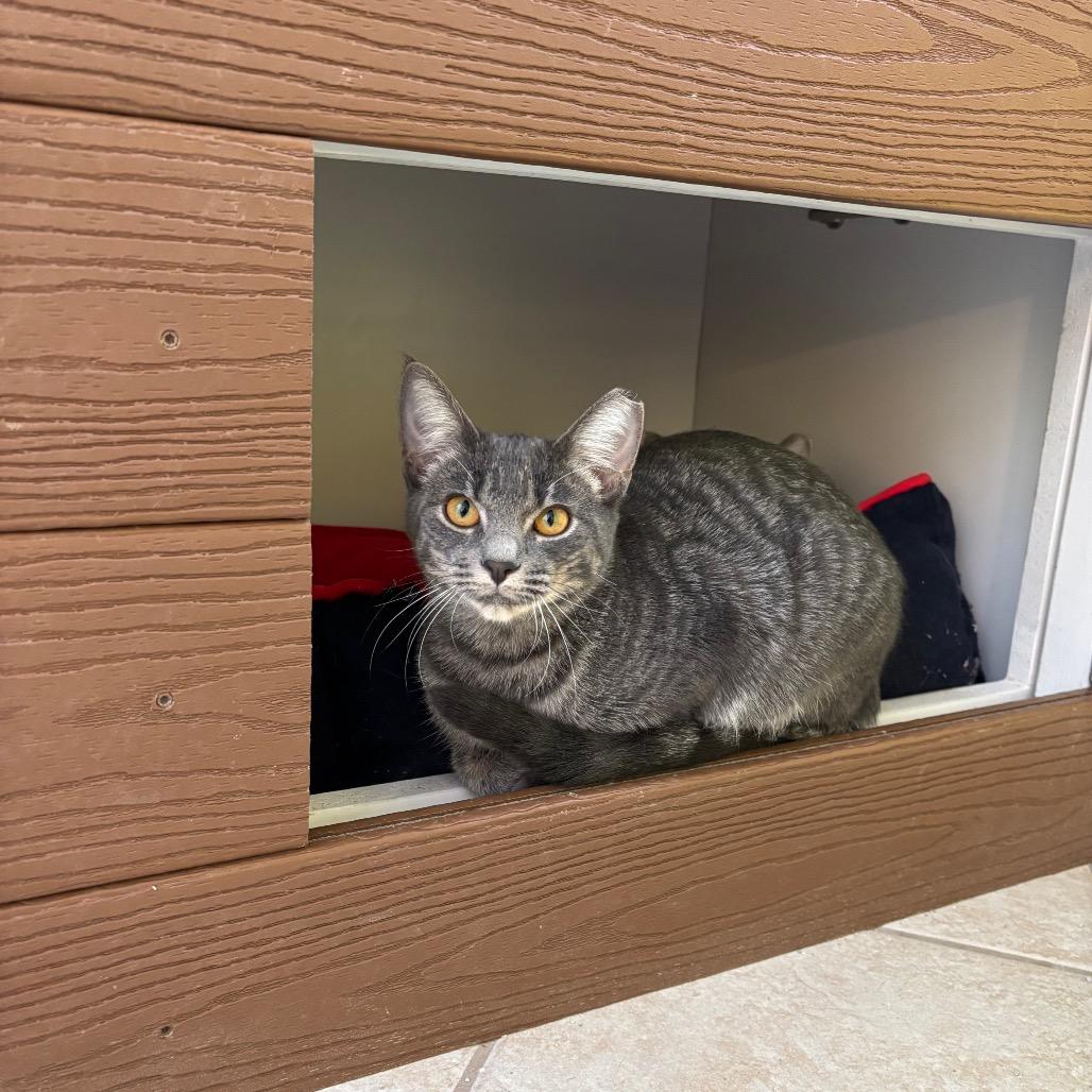 Enlarge Gamora, a ADOPTABLE Domestic Short Hair in Fenton, MI image 2/2