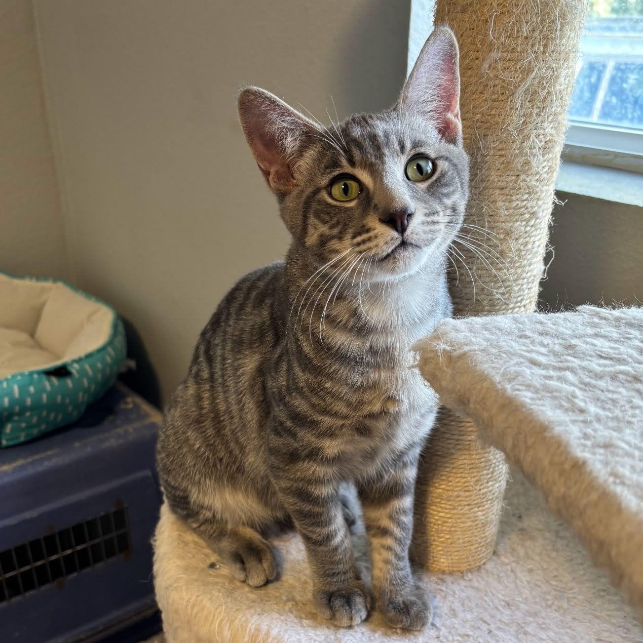 Enlarge Abraham, a Adoptable mixed breed in Ellensburg, WA image 4/5