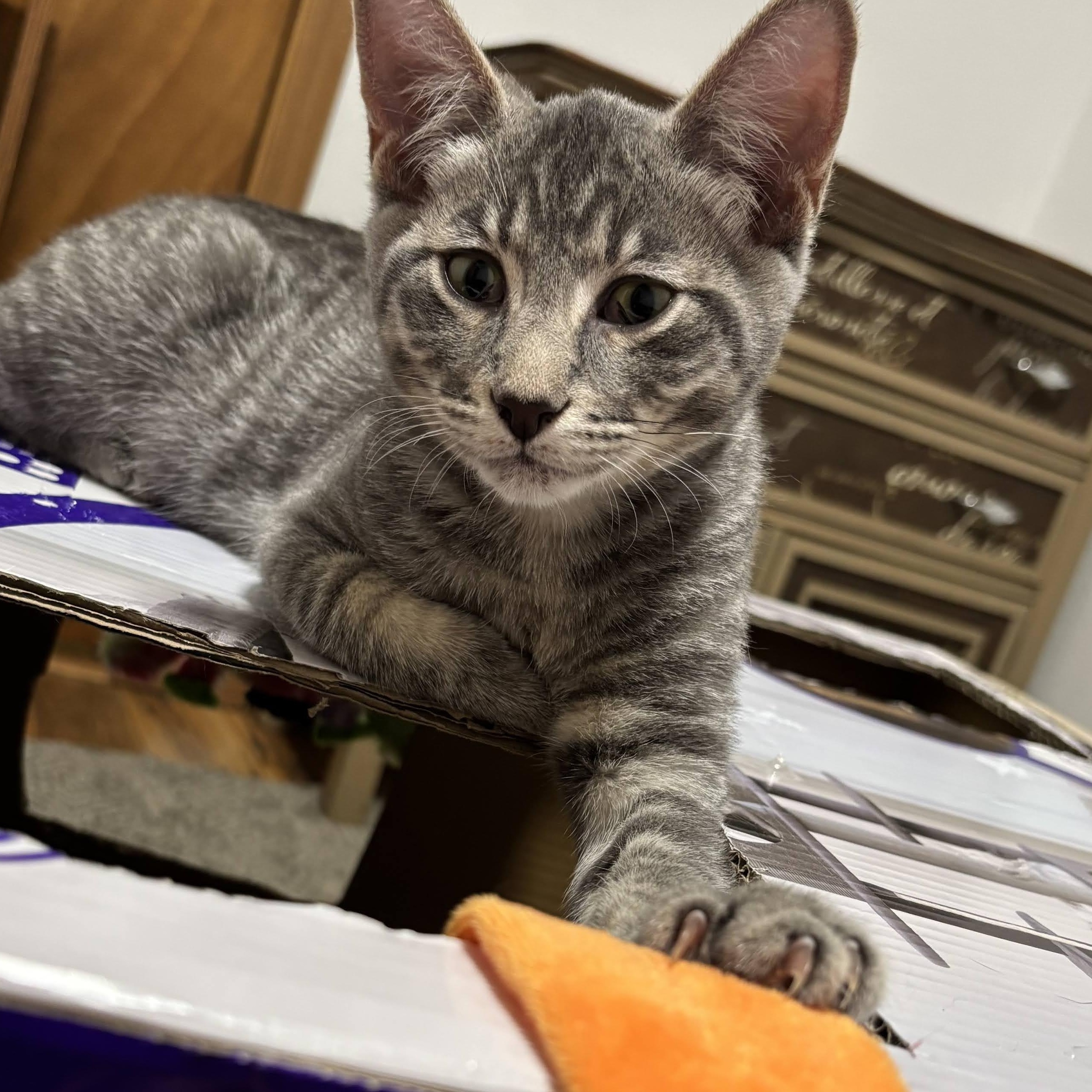 Enlarge Abraham, a Adoptable mixed breed in Ellensburg, WA image 1/5