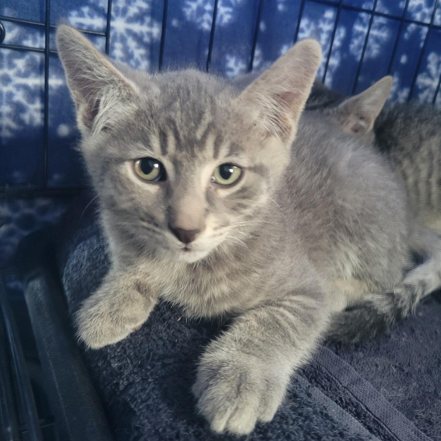 Enlarge Abraham, a Adoptable mixed breed in Ellensburg, WA image 5/5