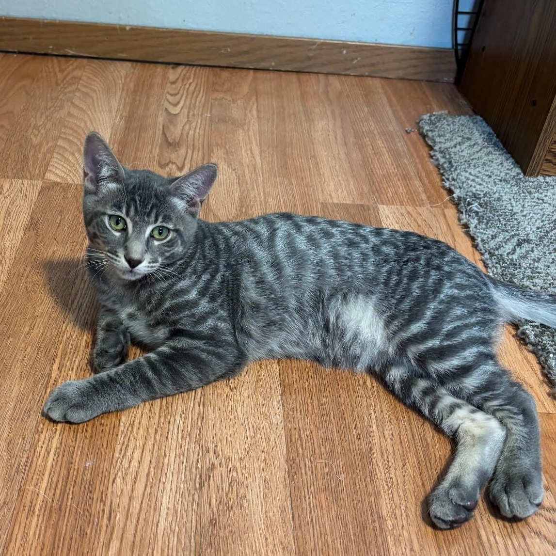 Enlarge Abraham, a Adoptable mixed breed in Ellensburg, WA image 2/5