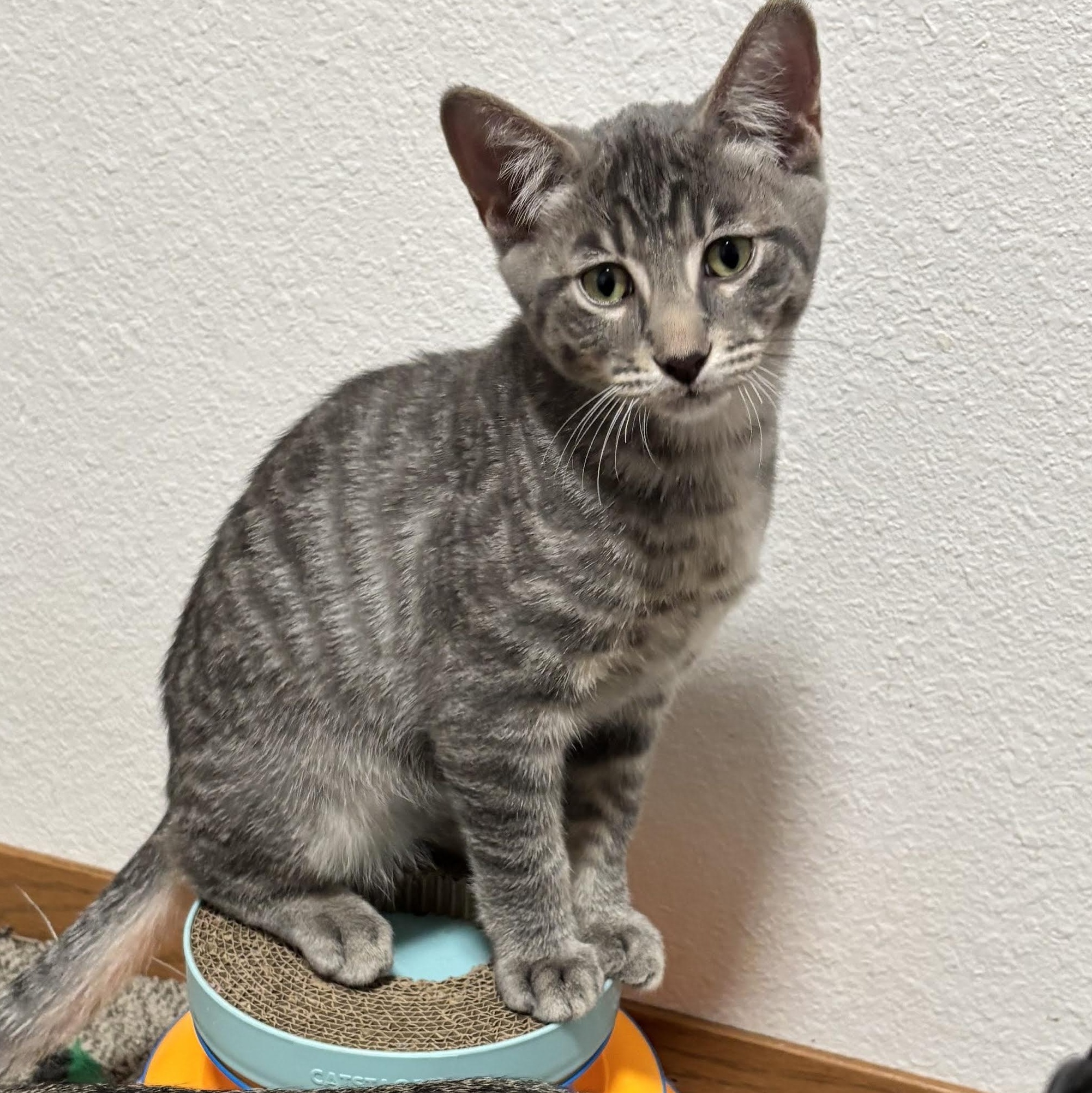 Enlarge Abraham, a Adoptable mixed breed in Ellensburg, WA image 3/5