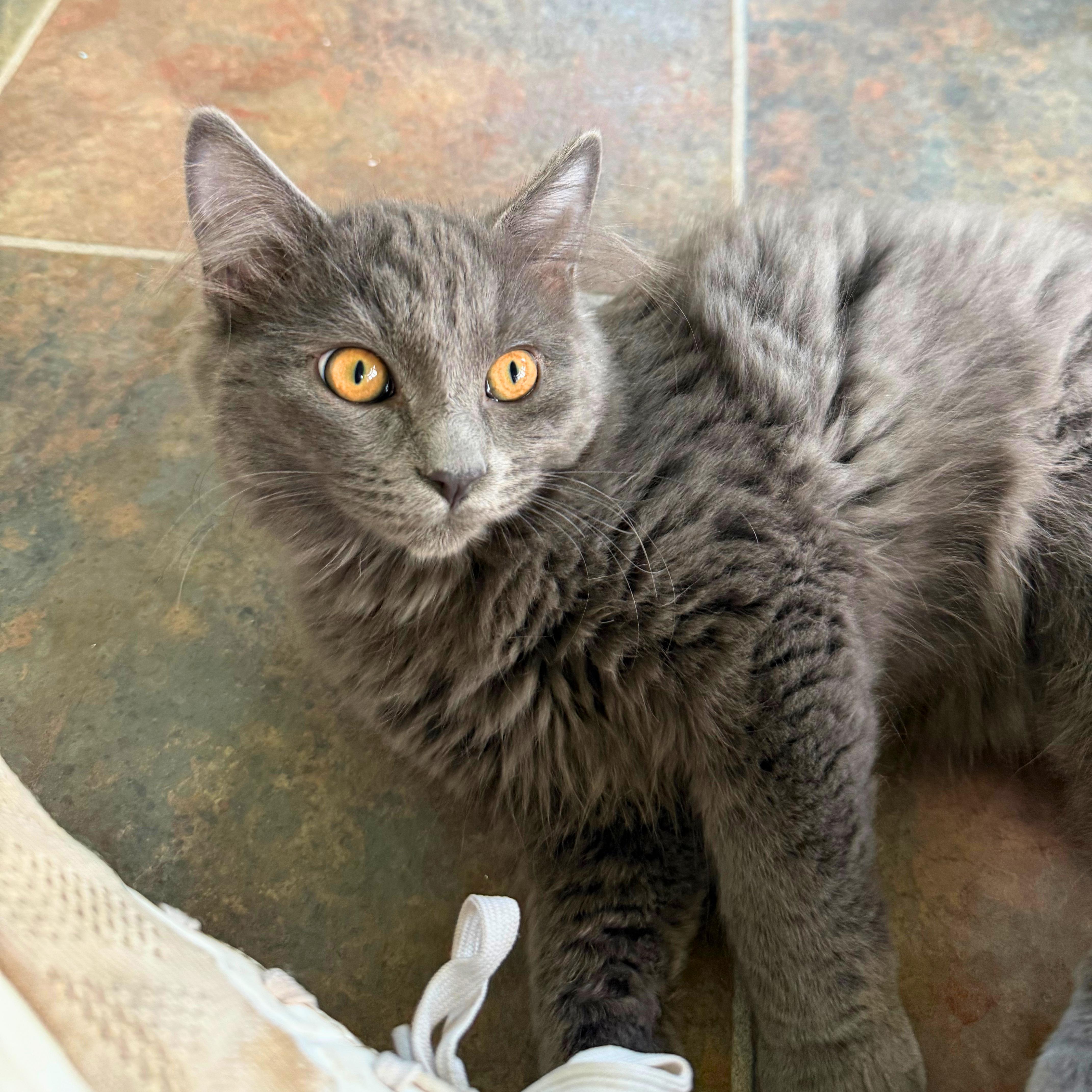 Simon, an adopted Domestic Short Hair in Ridgway, CO image 5/5