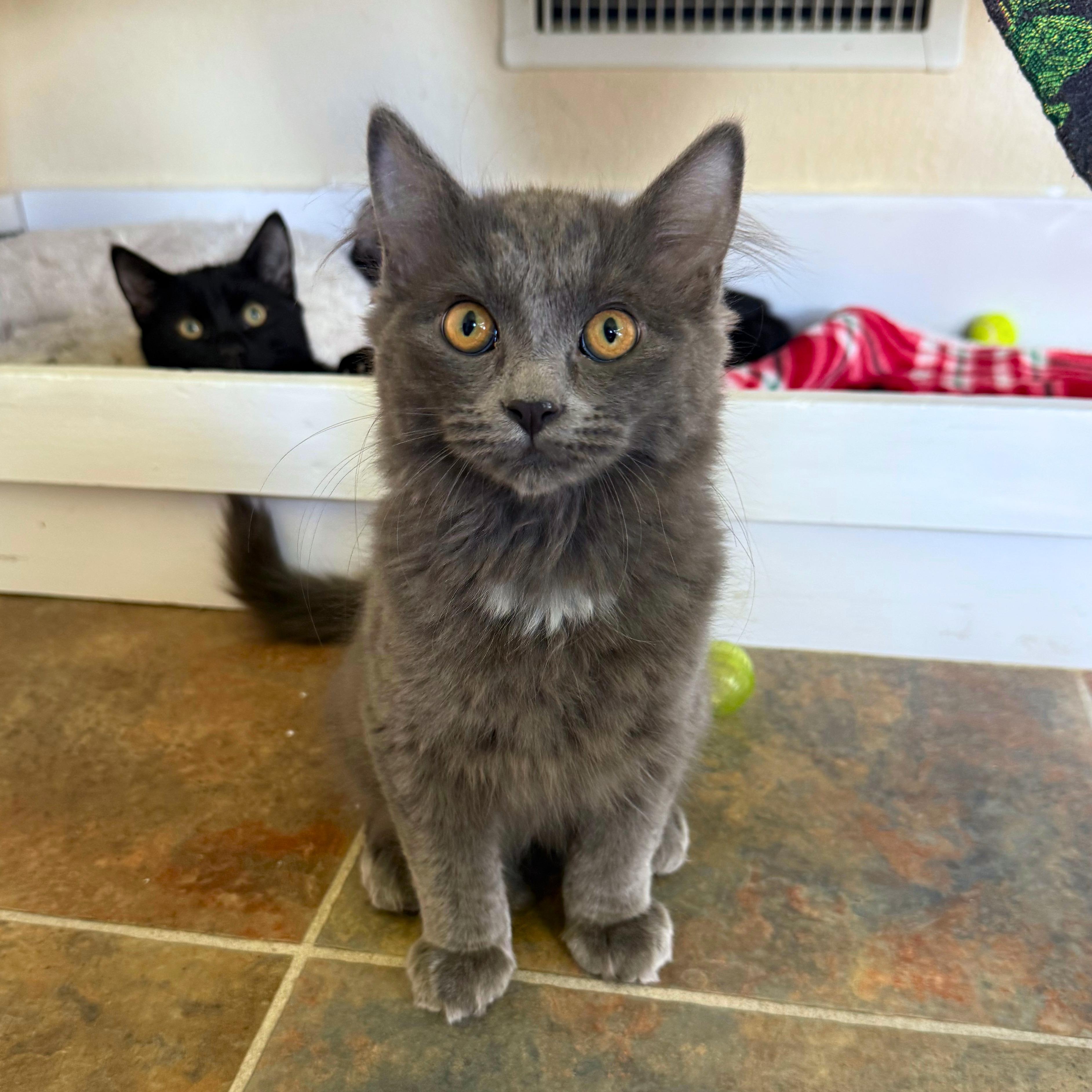 Simon, an adopted Domestic Short Hair in Ridgway, CO image 2/5