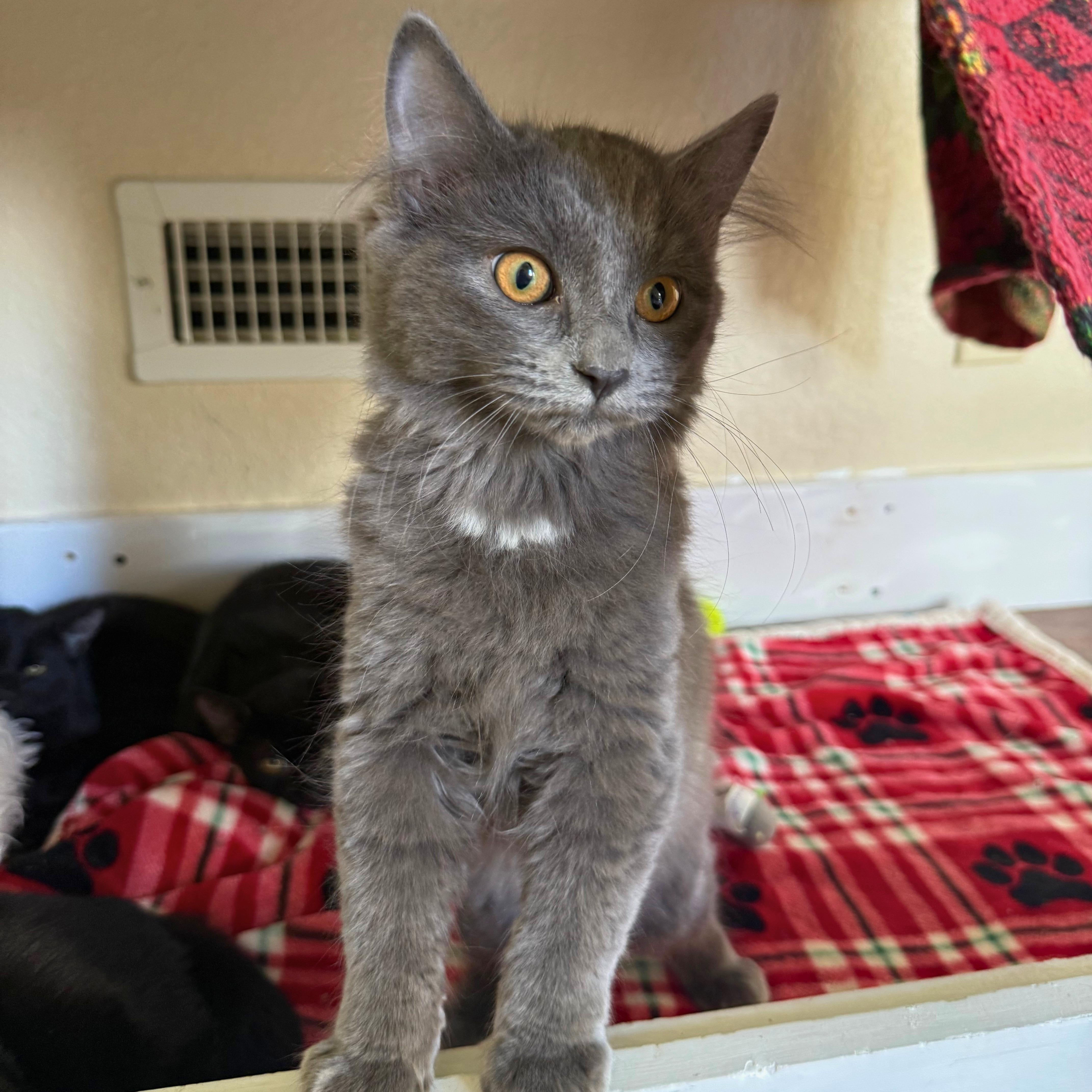 Simon, an adopted Domestic Short Hair in Ridgway, CO image 3/5