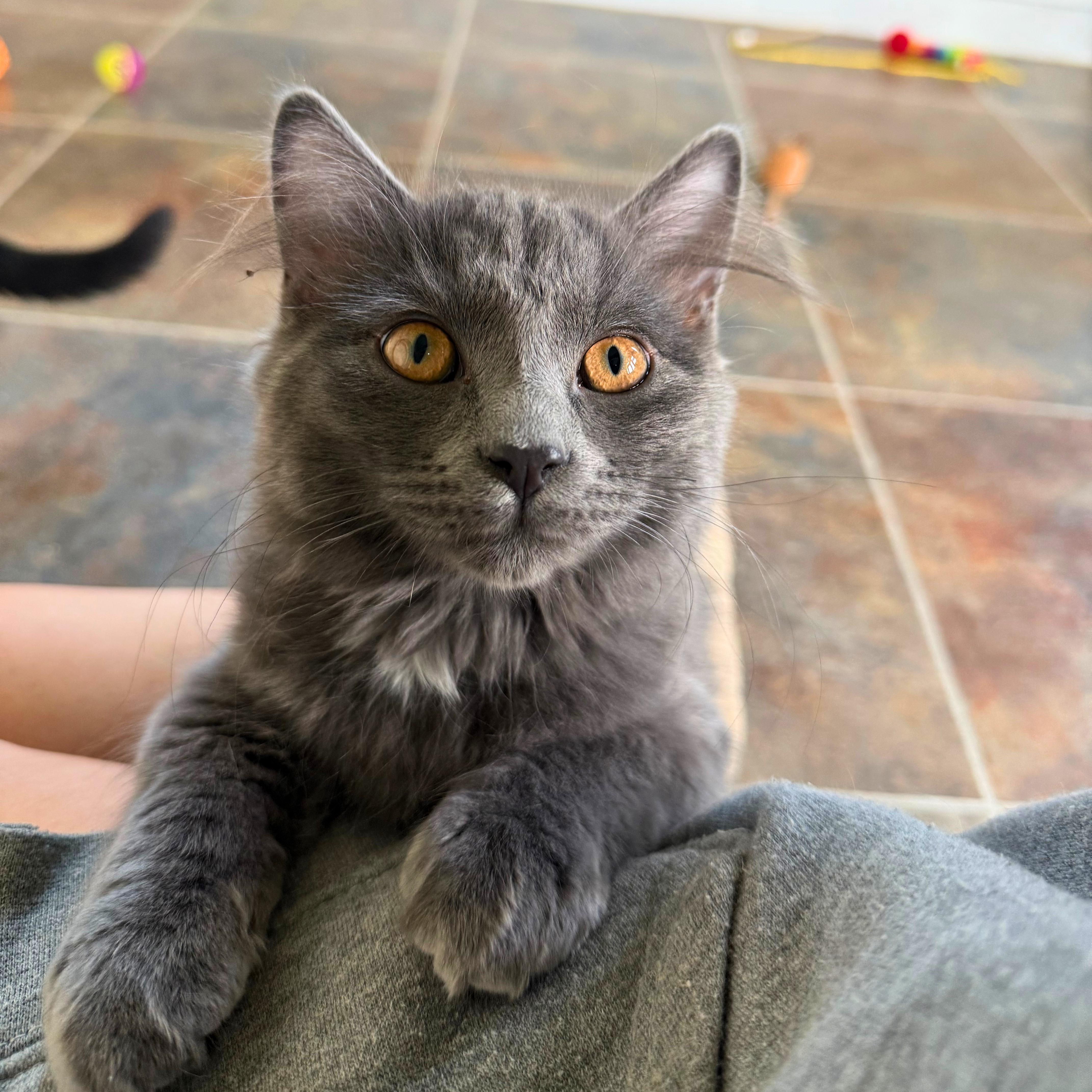 Simon, an adopted Domestic Short Hair in Ridgway, CO image 1/5