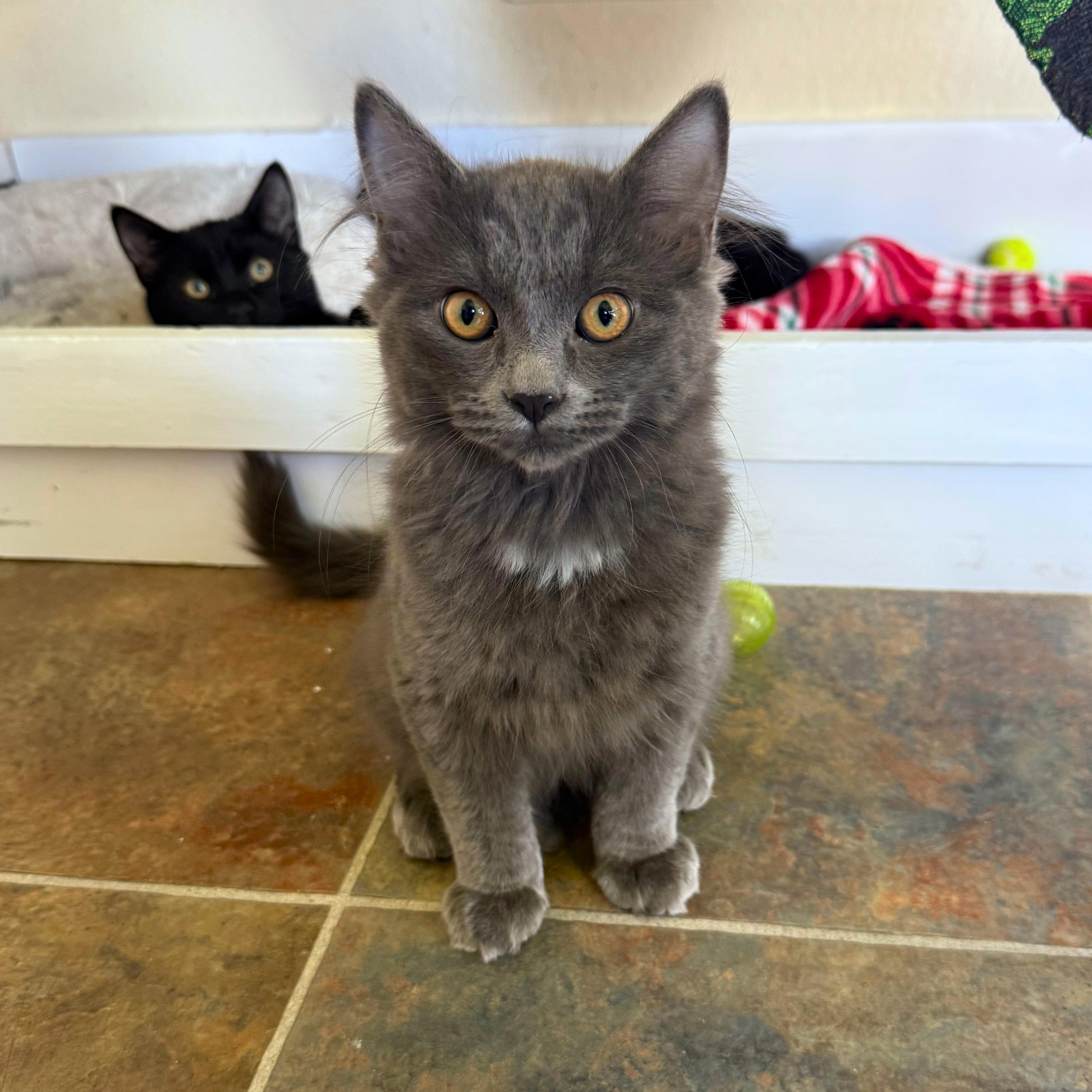 Simon, an adopted Domestic Short Hair in Ridgway, CO image 4/5