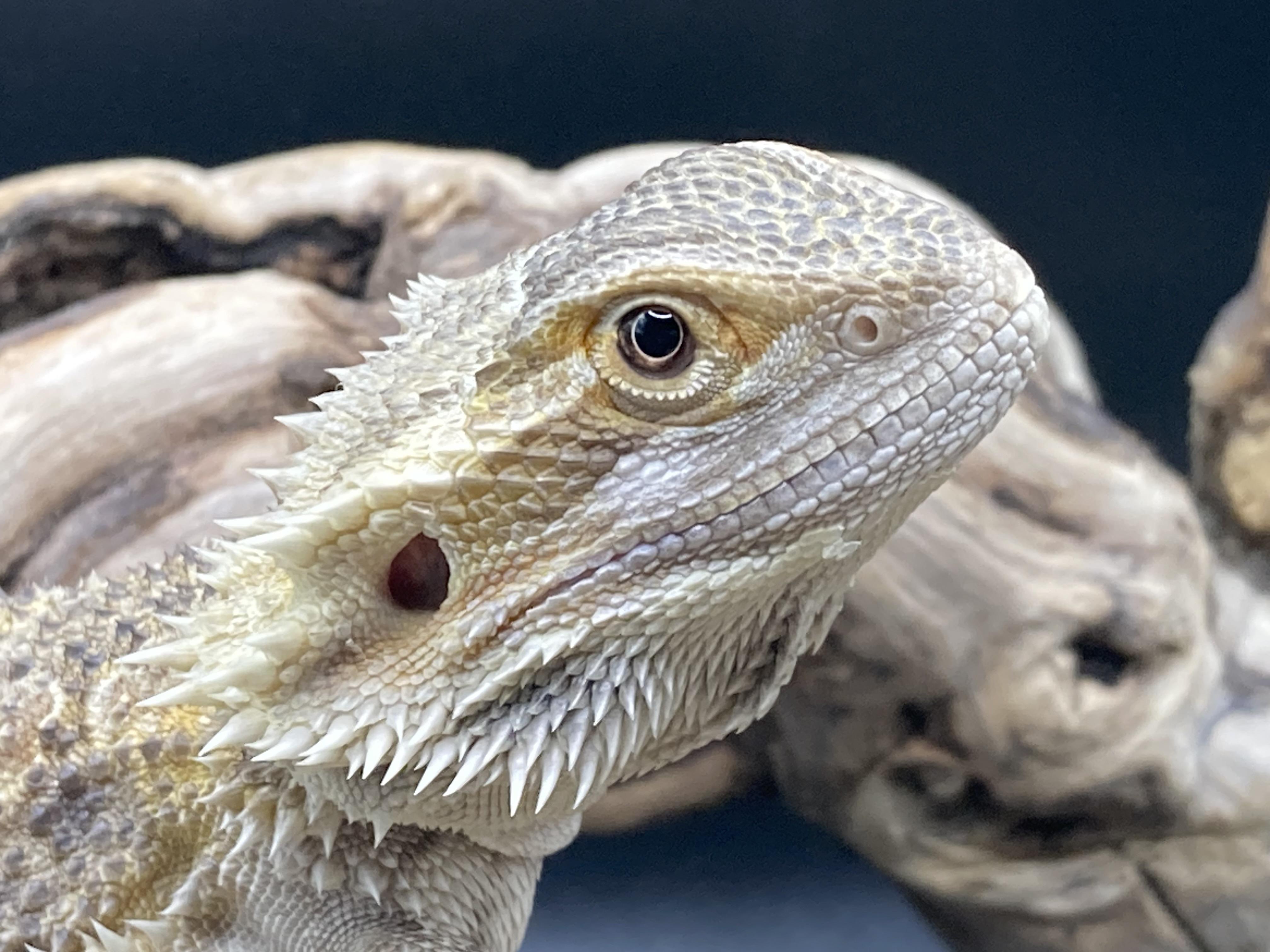 Enlarge Yoshi, an adopted Bearded Dragon in Palmerton, PA image 1/4