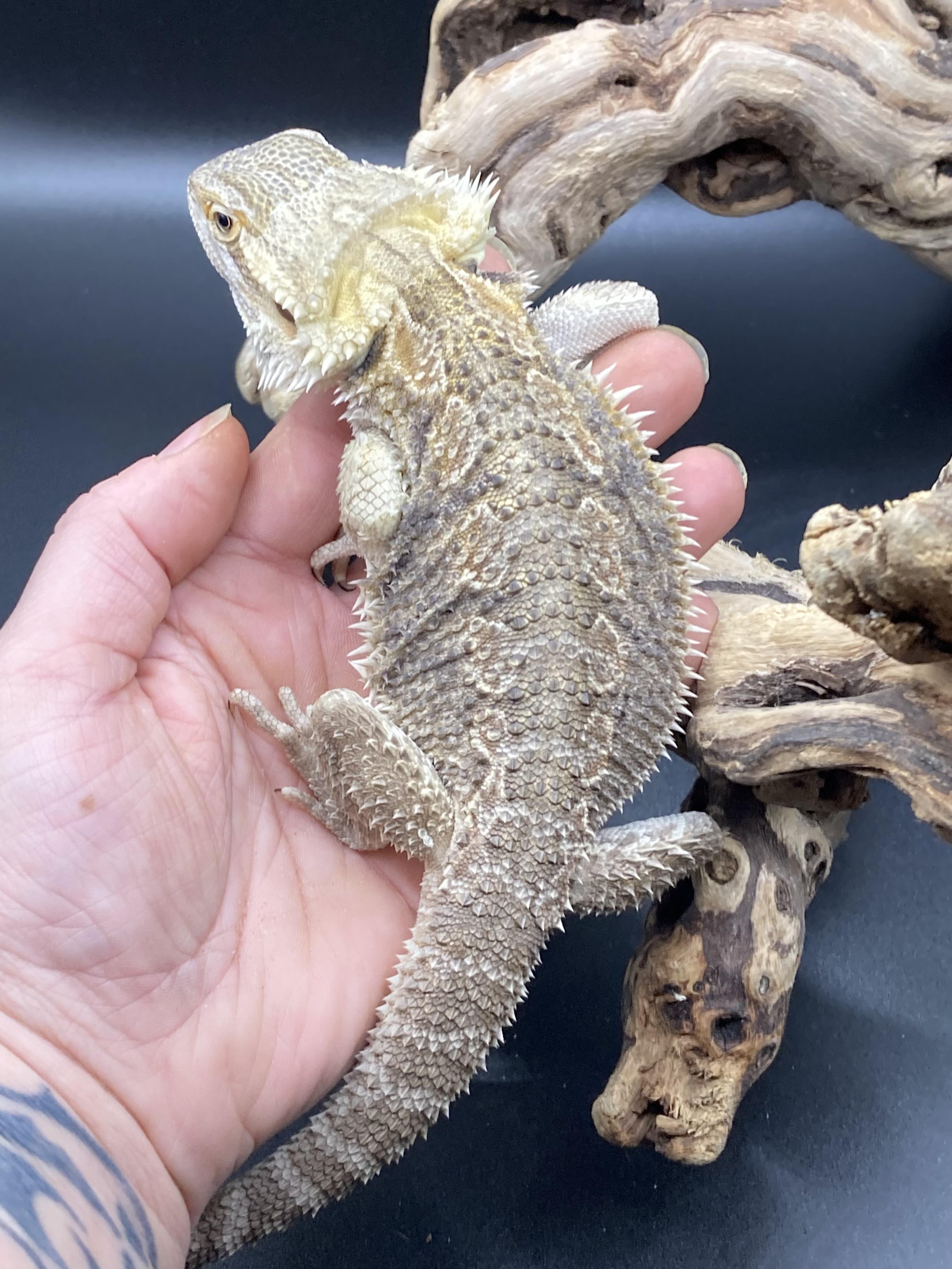 Enlarge Yoshi, an adopted Bearded Dragon in Palmerton, PA image 2/4