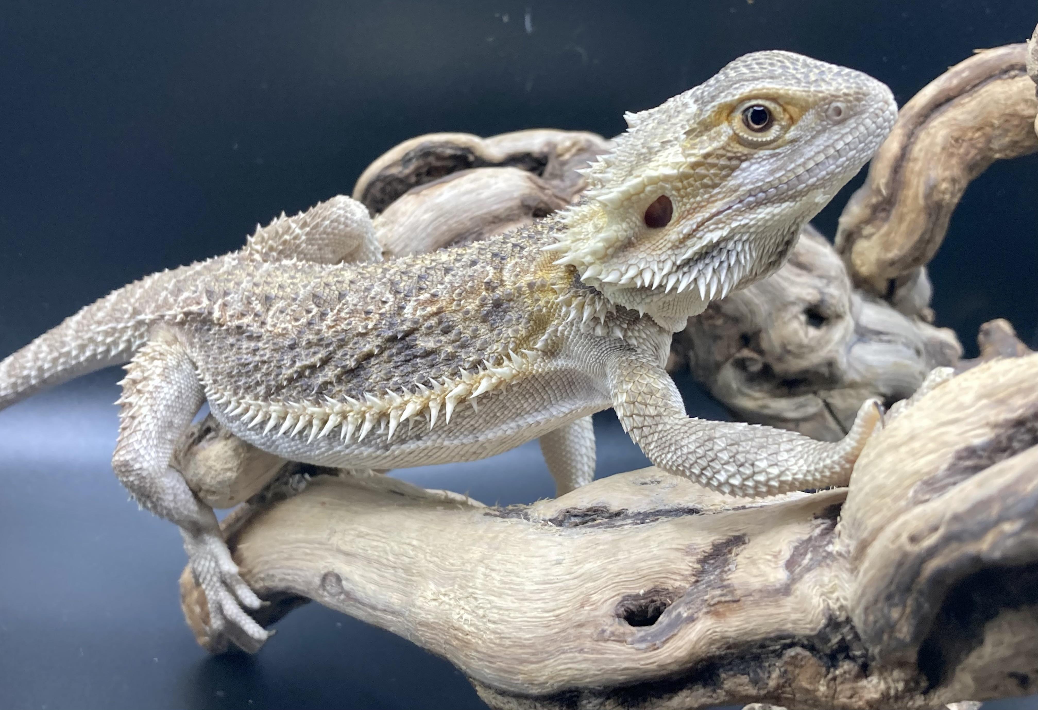 Enlarge Yoshi, an adopted Bearded Dragon in Palmerton, PA image 3/4