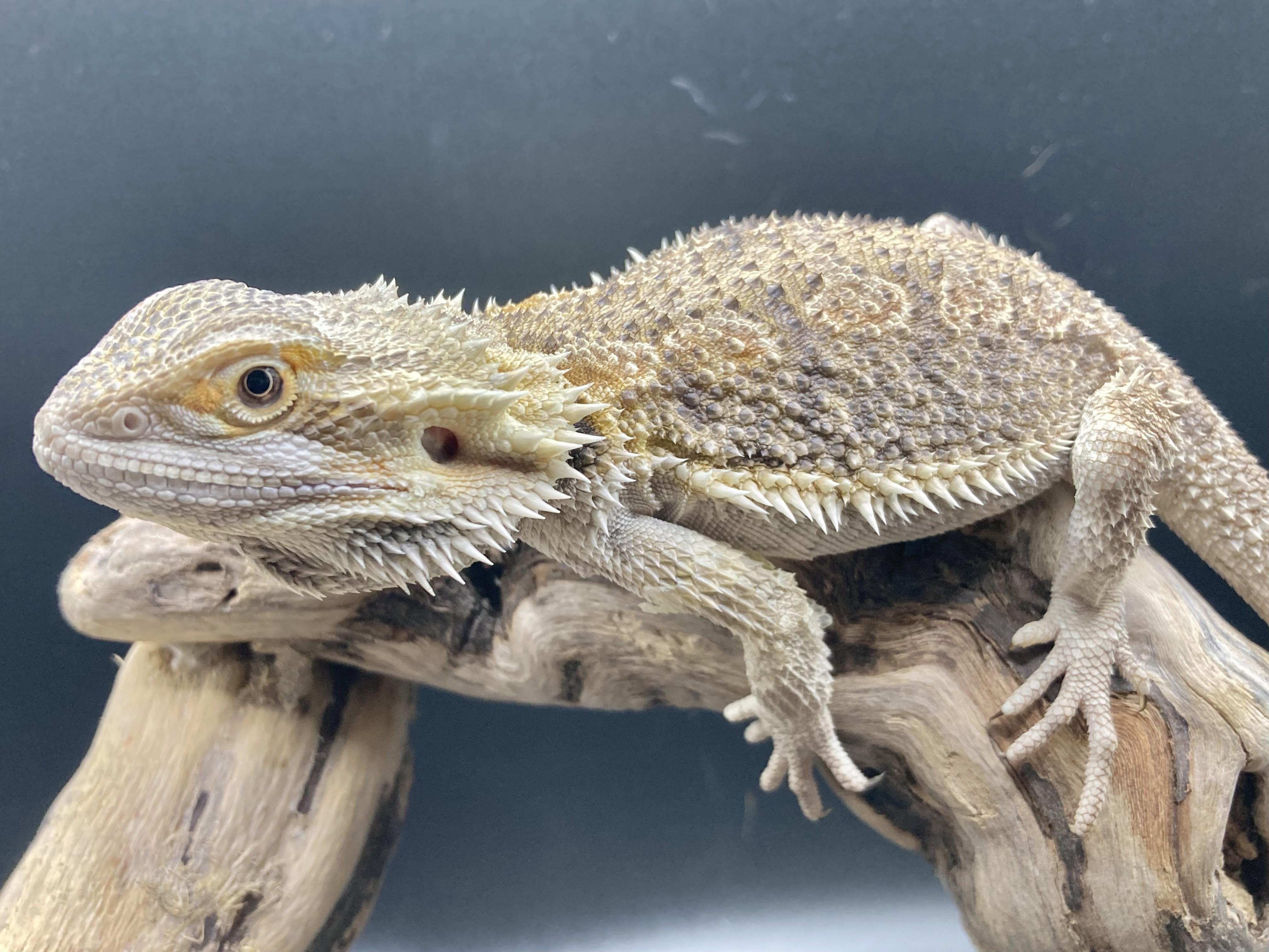 Enlarge Yoshi, an adopted Bearded Dragon in Palmerton, PA image 4/4