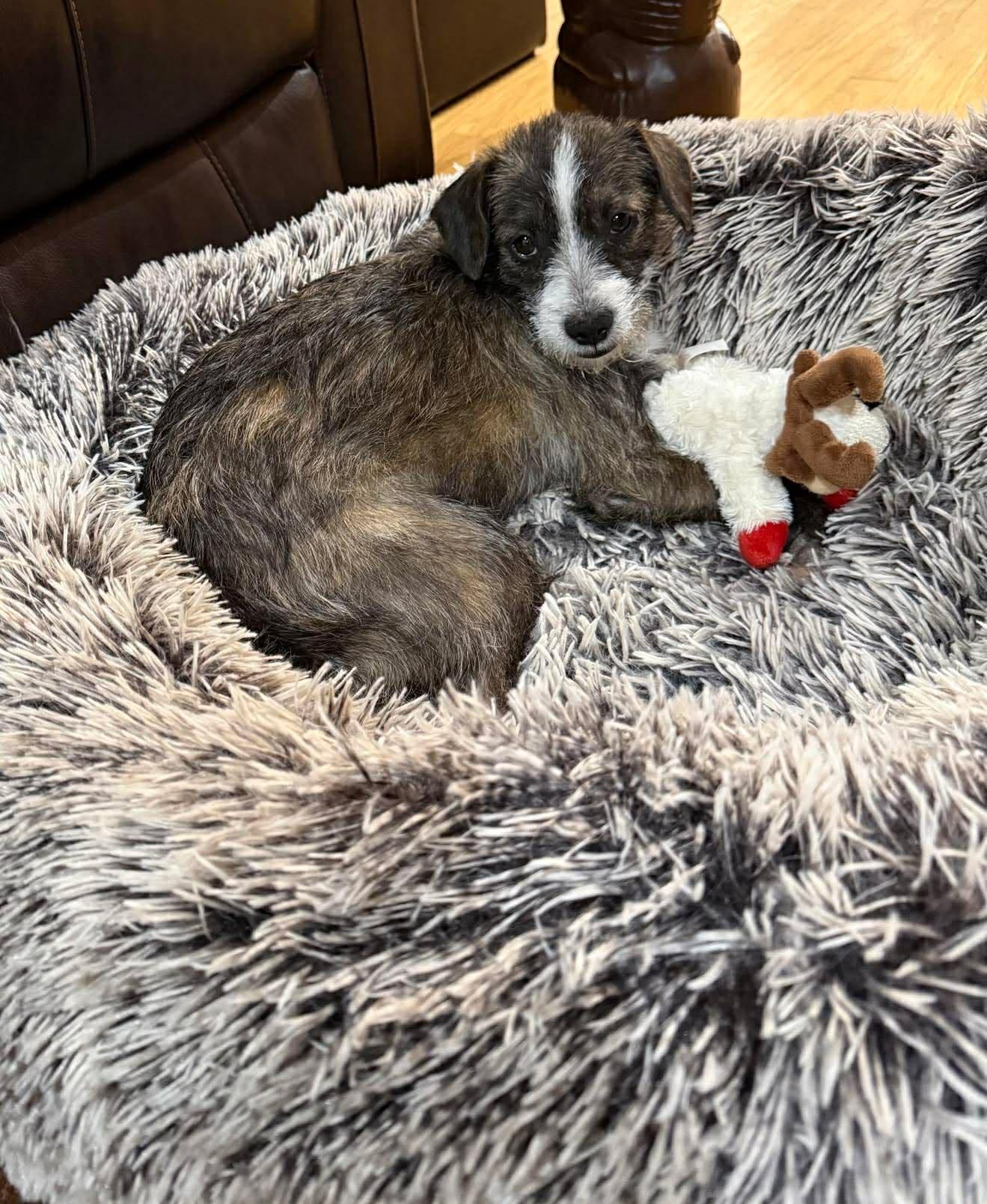 Enlarge Zavia, a Adoptable mixed breed in Minneapolis, MN image 1/3