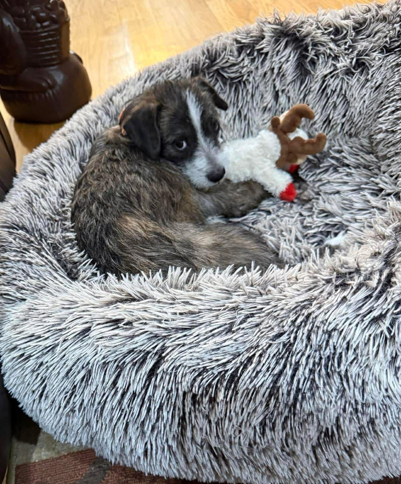 Enlarge Zavia, a Adoptable mixed breed in Minneapolis, MN image 2/3