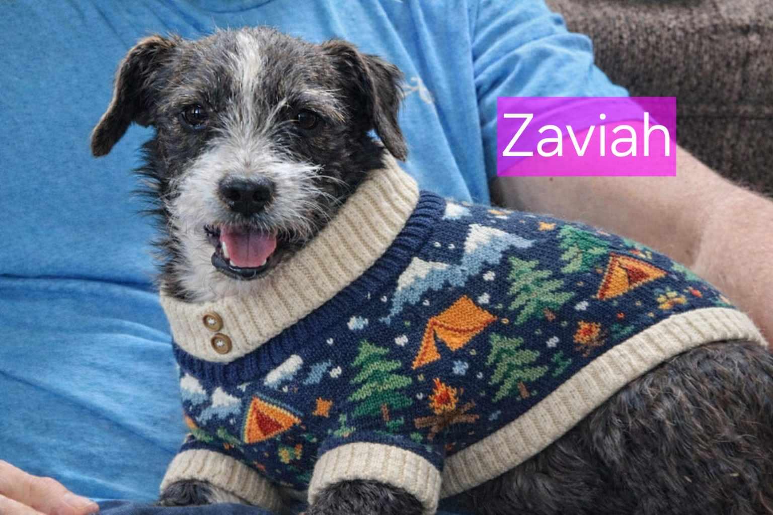 Enlarge Zavia, a Adoptable mixed breed in Minneapolis, MN image 3/3