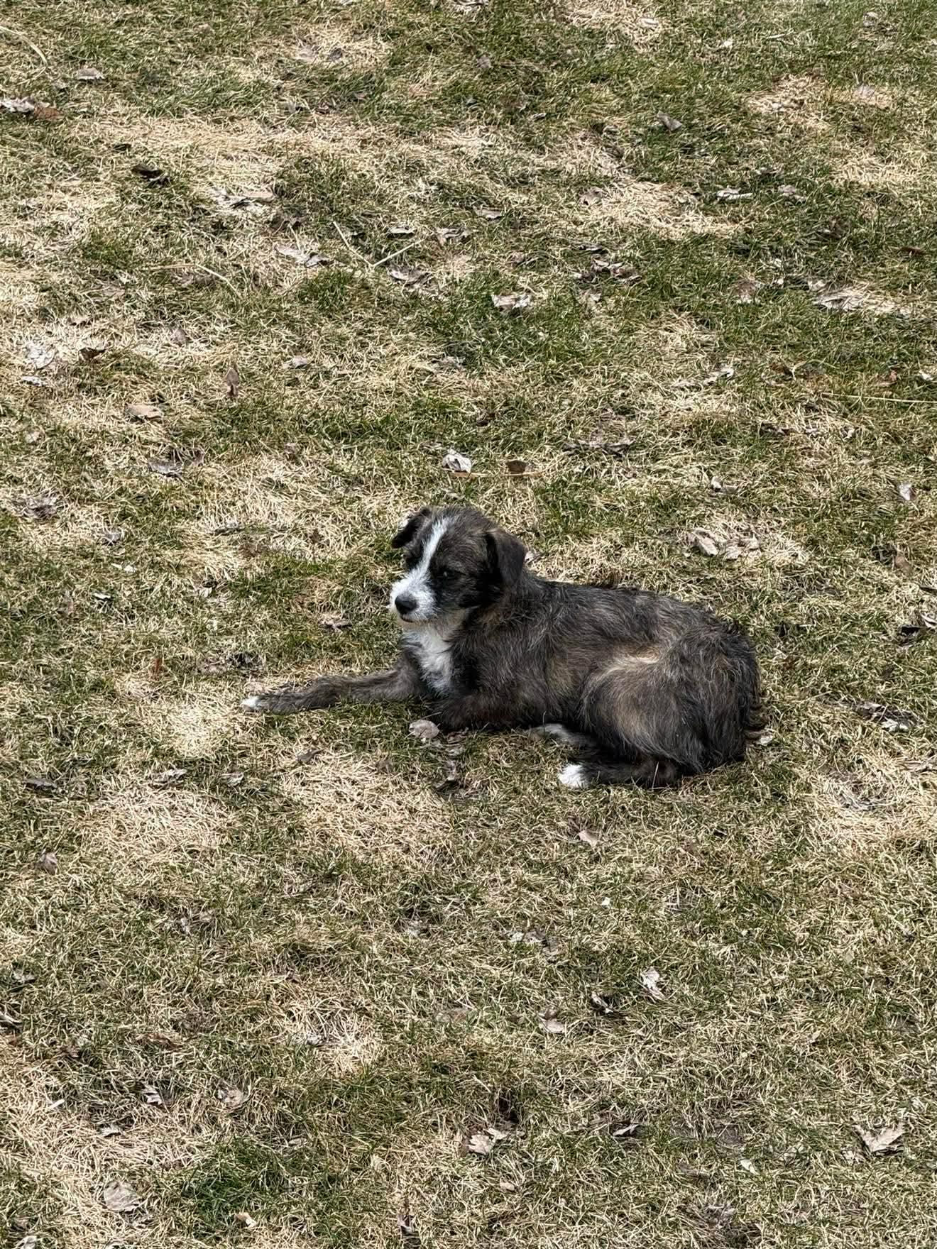 Enlarge Zavia, a Adoptable mixed breed in Minneapolis, MN image 2/3