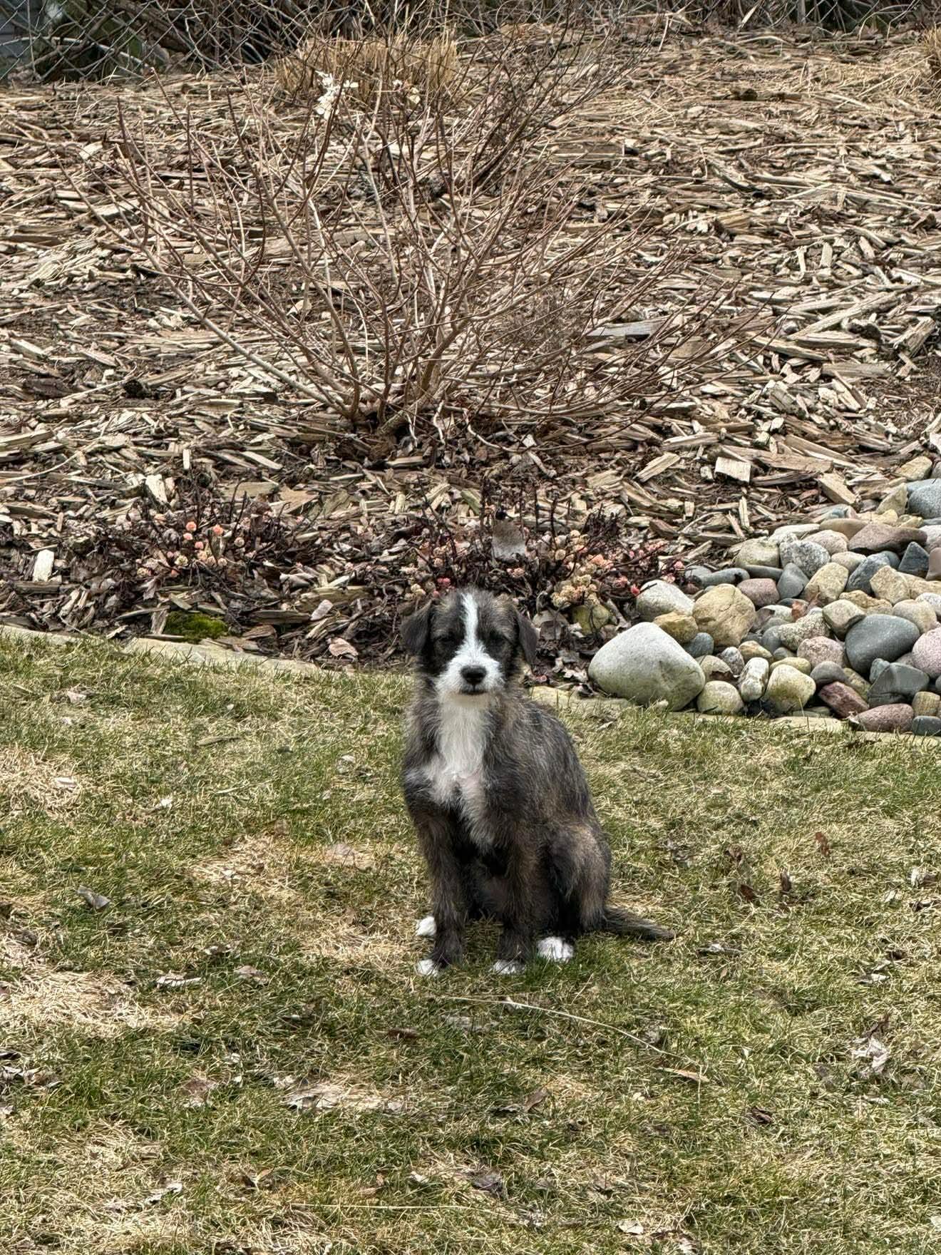 Enlarge Zavia, a Adoptable mixed breed in Minneapolis, MN image 3/3