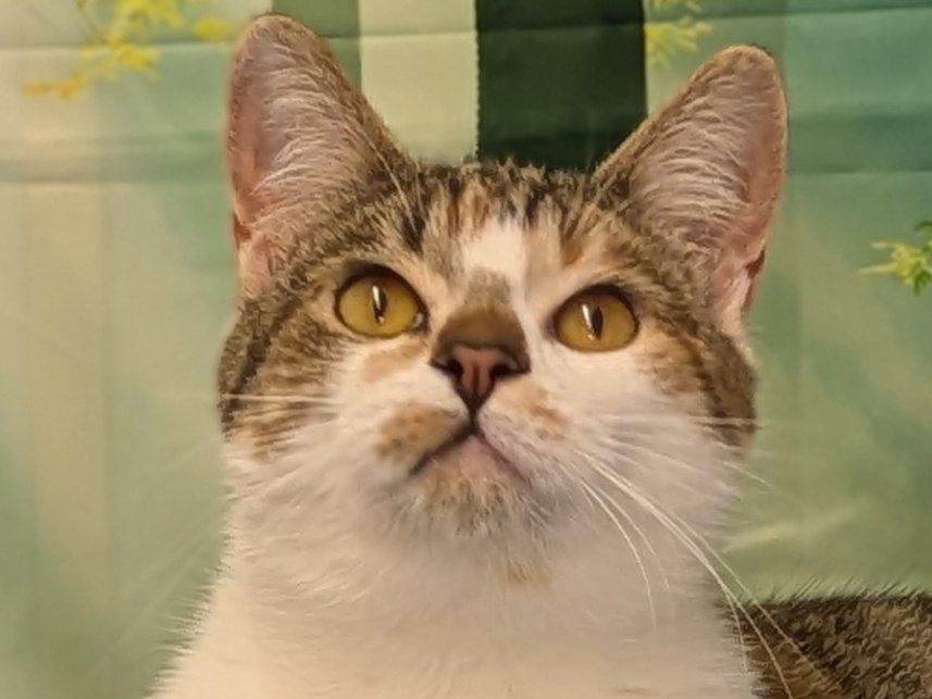 Joplin, an adopted mixed breed in Monroe, WA image 5/6