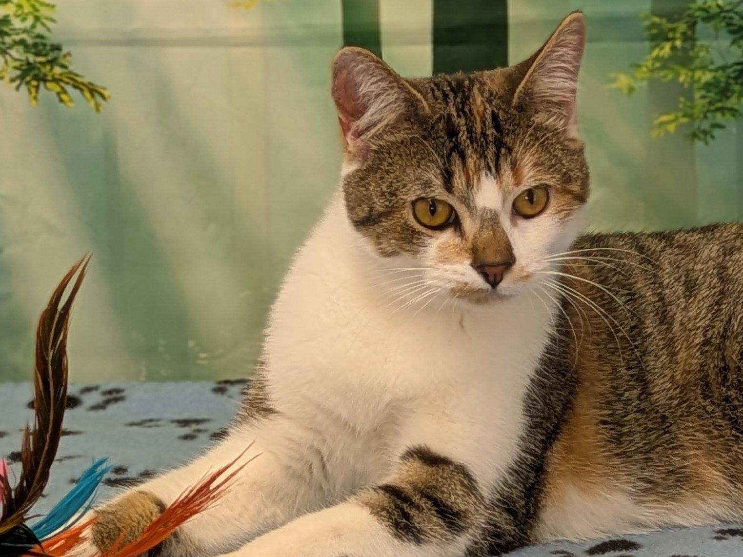 Joplin — thumbnail 3