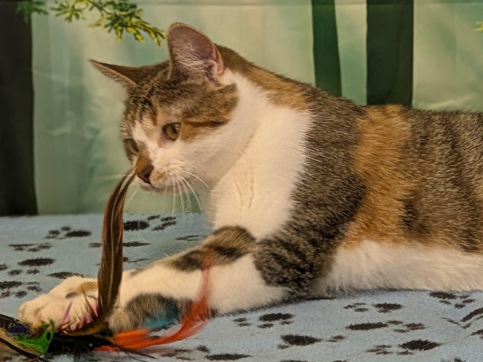 Joplin, an adopted mixed breed in Monroe, WA image 2/6