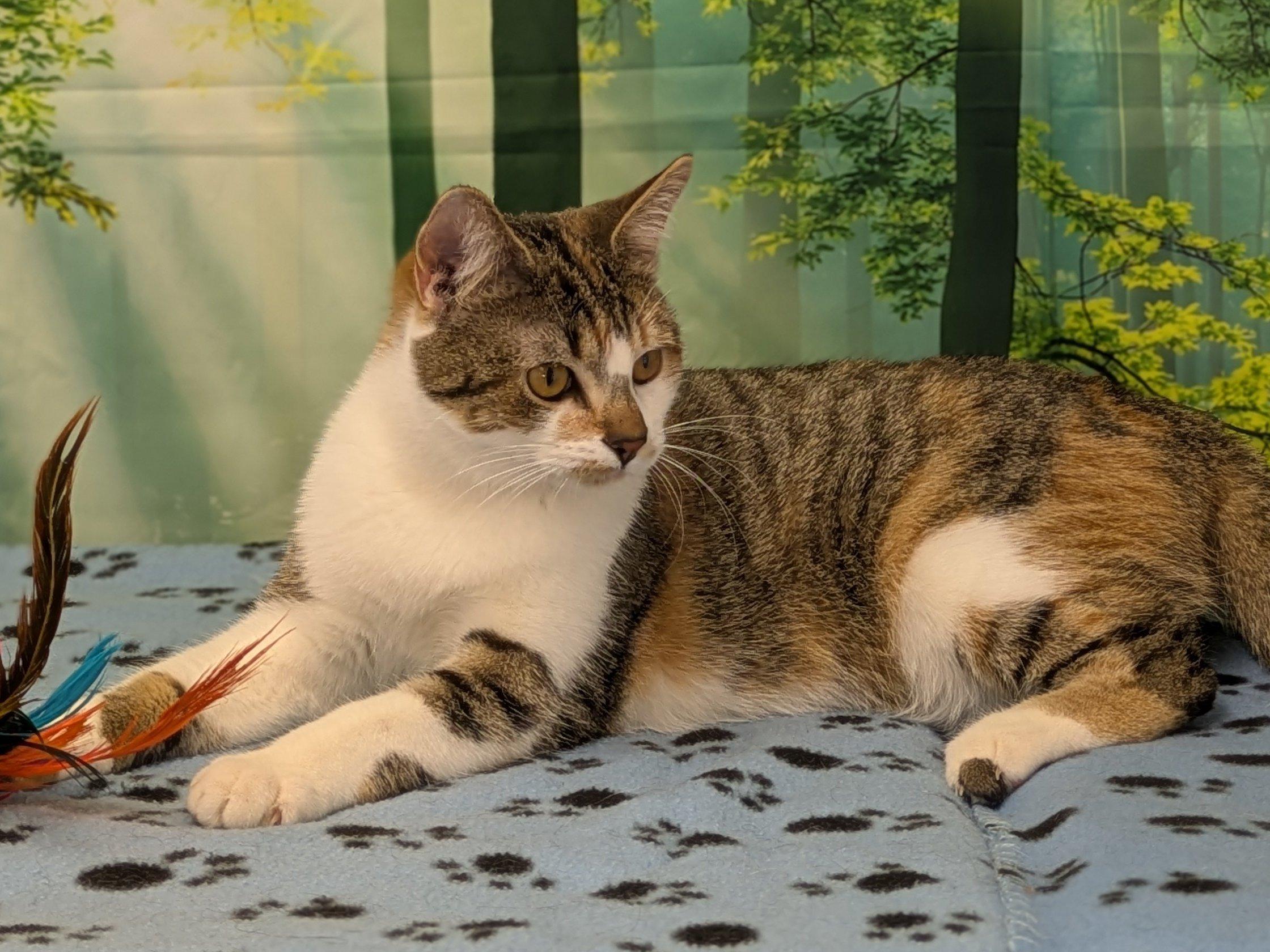 Joplin, an adopted mixed breed in Monroe, WA image 4/6