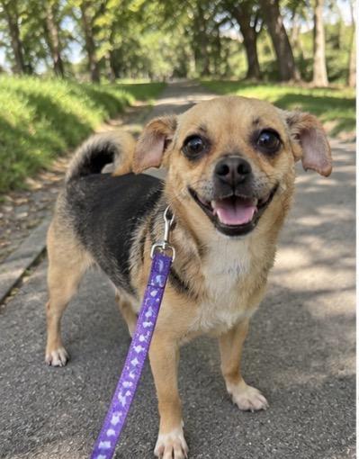 Enlarge Betty, an adopted mixed breed in Corona, CA image 2/2