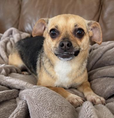 Betty, adopted, Young Female Pug & Chihuahua.
