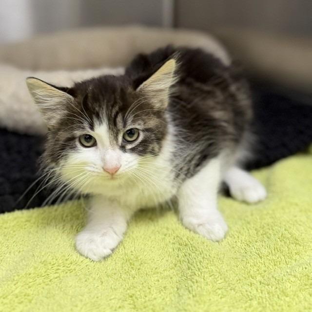 Mako, Adoptable, Kitten Female Domestic Long Hair & Domestic Short Hair.