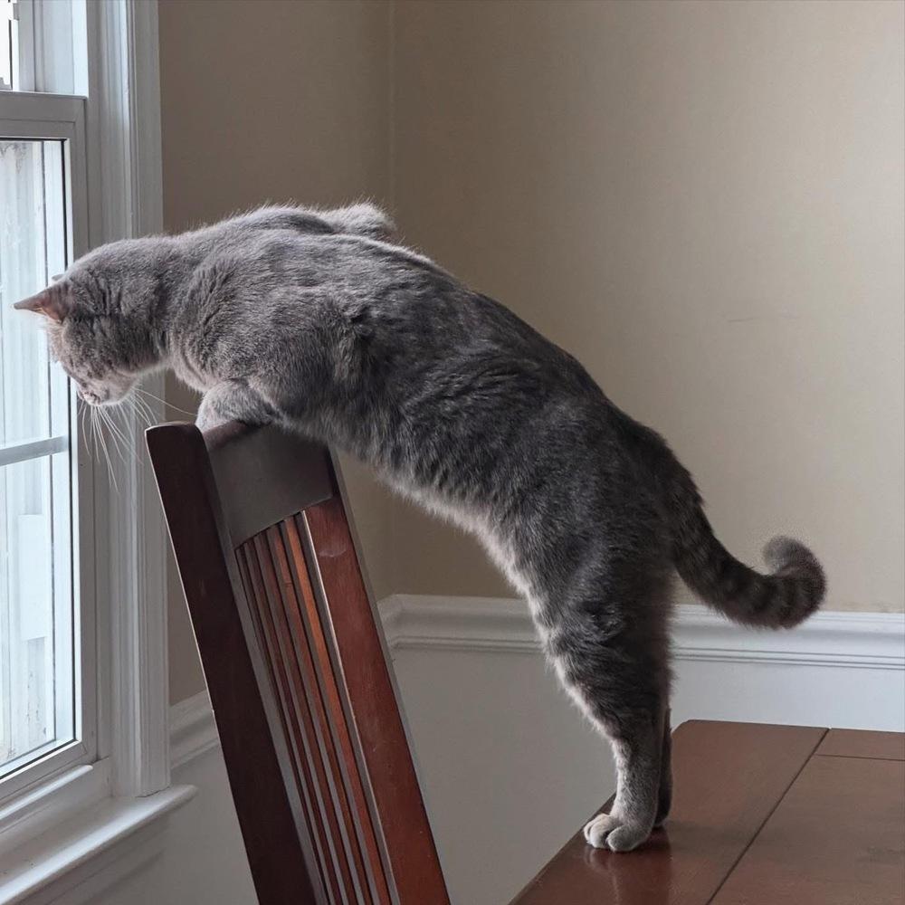 MERCURY, Adoptable, Adult Male Domestic Short Hair & Tabby.