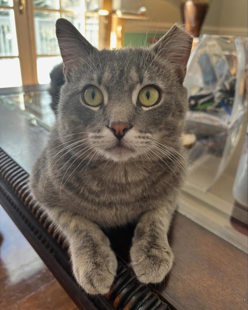 Enlarge MERCURY, a Adoptable mixed breed in Burlington, NC image 2/4