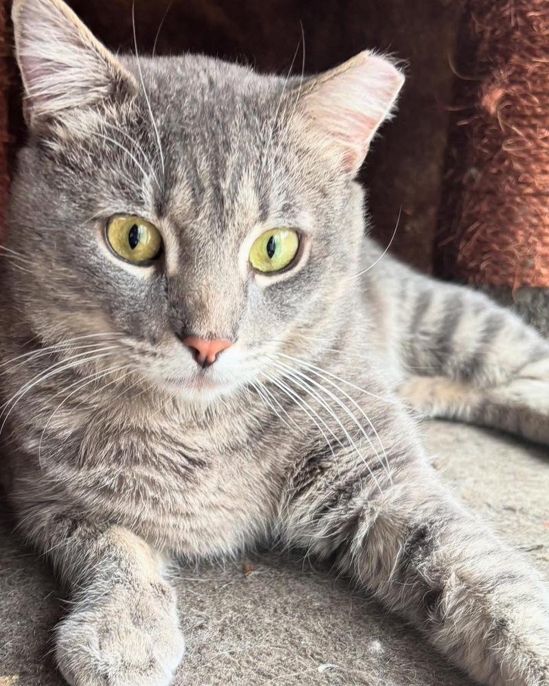MERCURY, Adoptable, Adult Male Domestic Short Hair & Tabby.