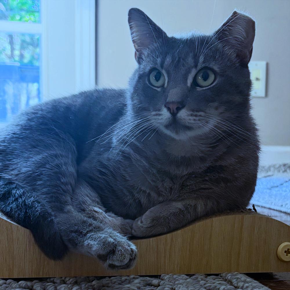 Enlarge MERCURY, a Adoptable mixed breed in Burlington, NC image 3/6