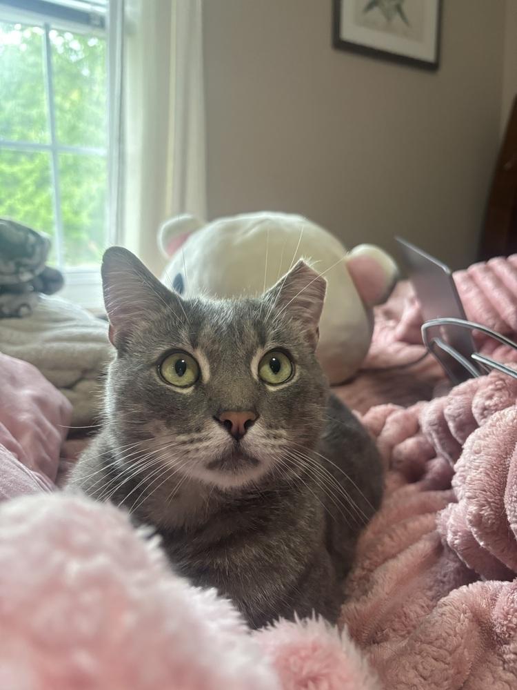 Enlarge MERCURY, a Adoptable mixed breed in Burlington, NC image 4/6