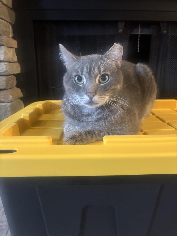 Enlarge MERCURY, a Adoptable mixed breed in Burlington, NC image 4/5